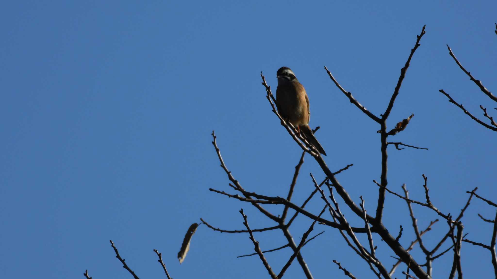 Meadow Bunting