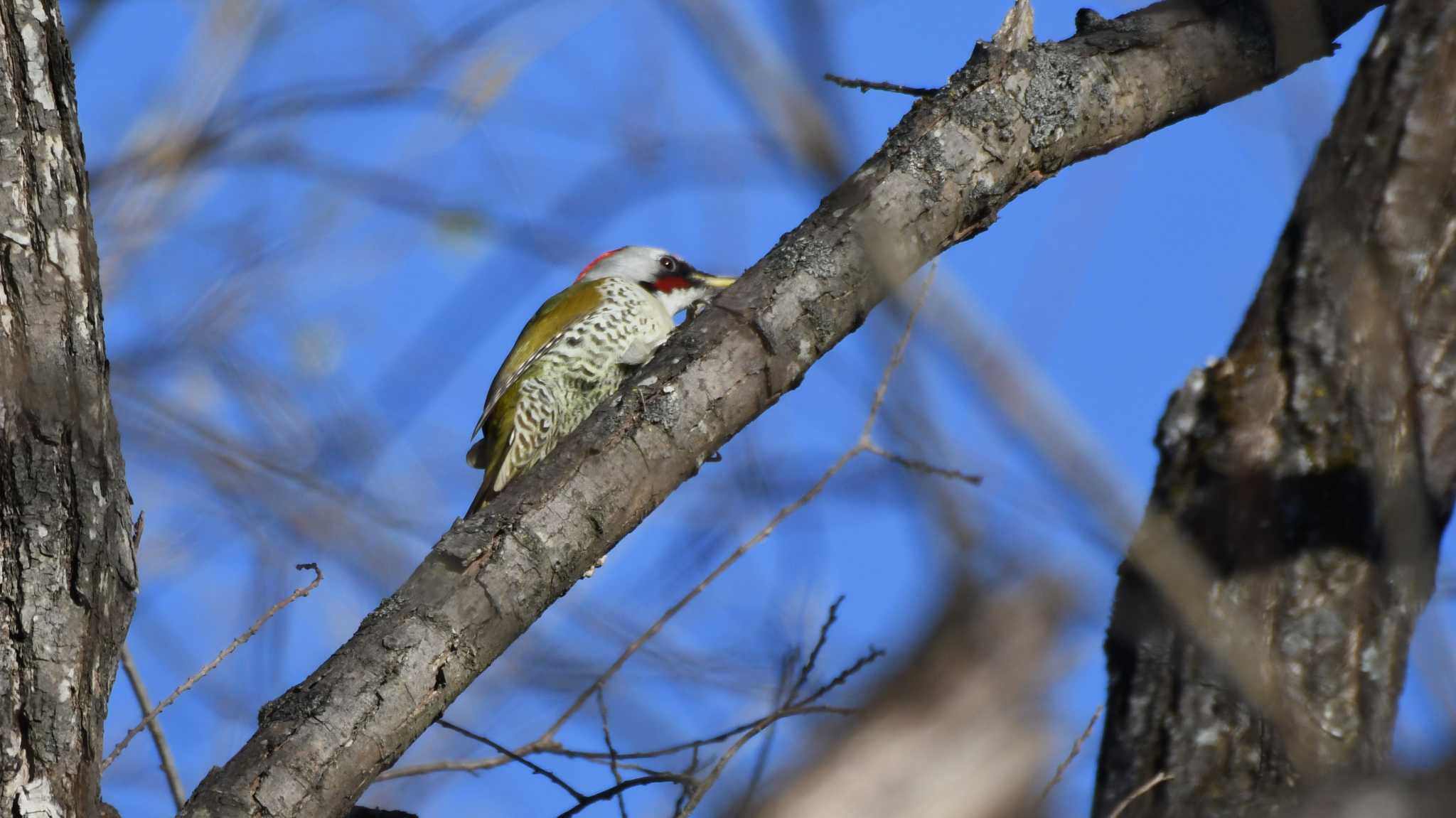 Japanese Green Woodpecker