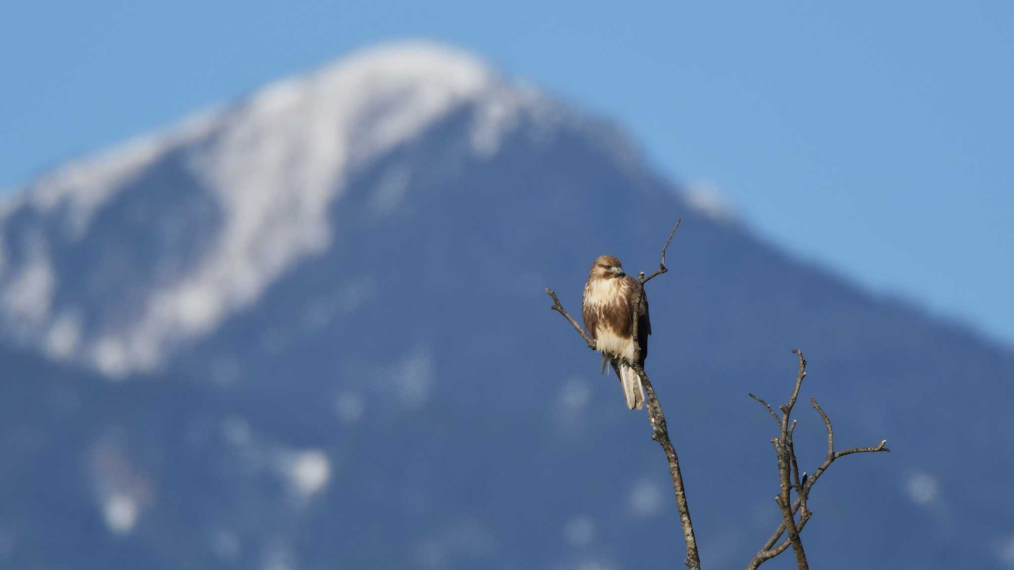 Photo of Eastern Buzzard at 御宝田遊水池 by ao1000