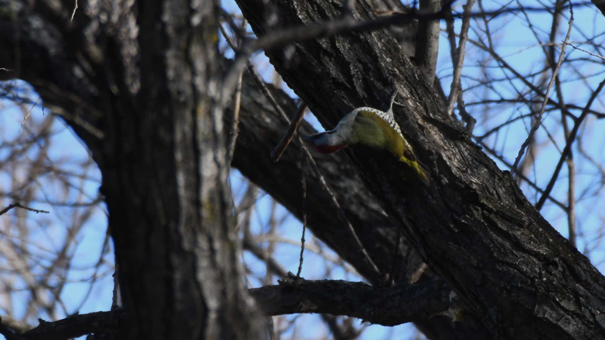 Japanese Green Woodpecker