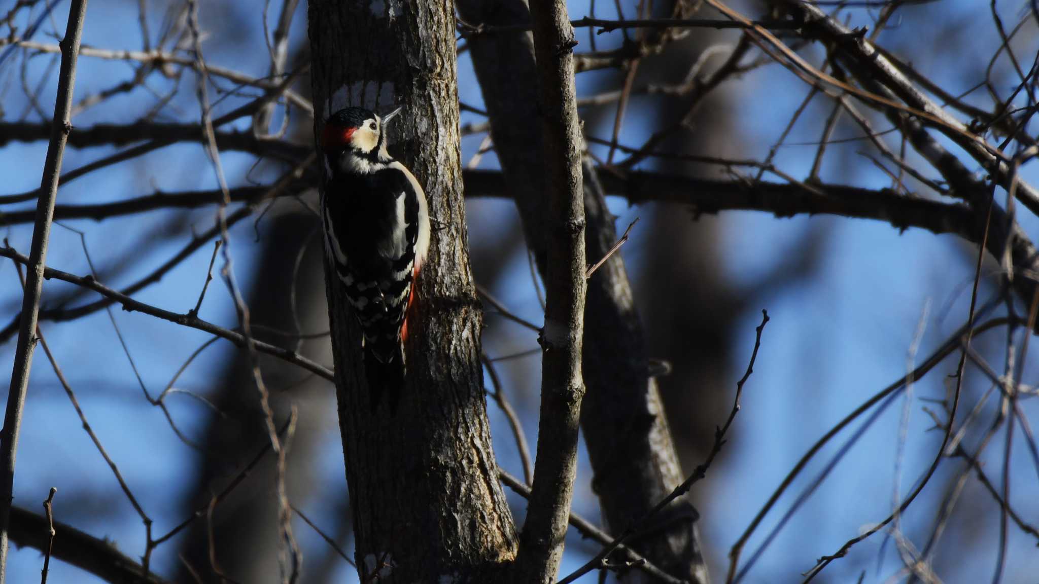 Great Spotted Woodpecker