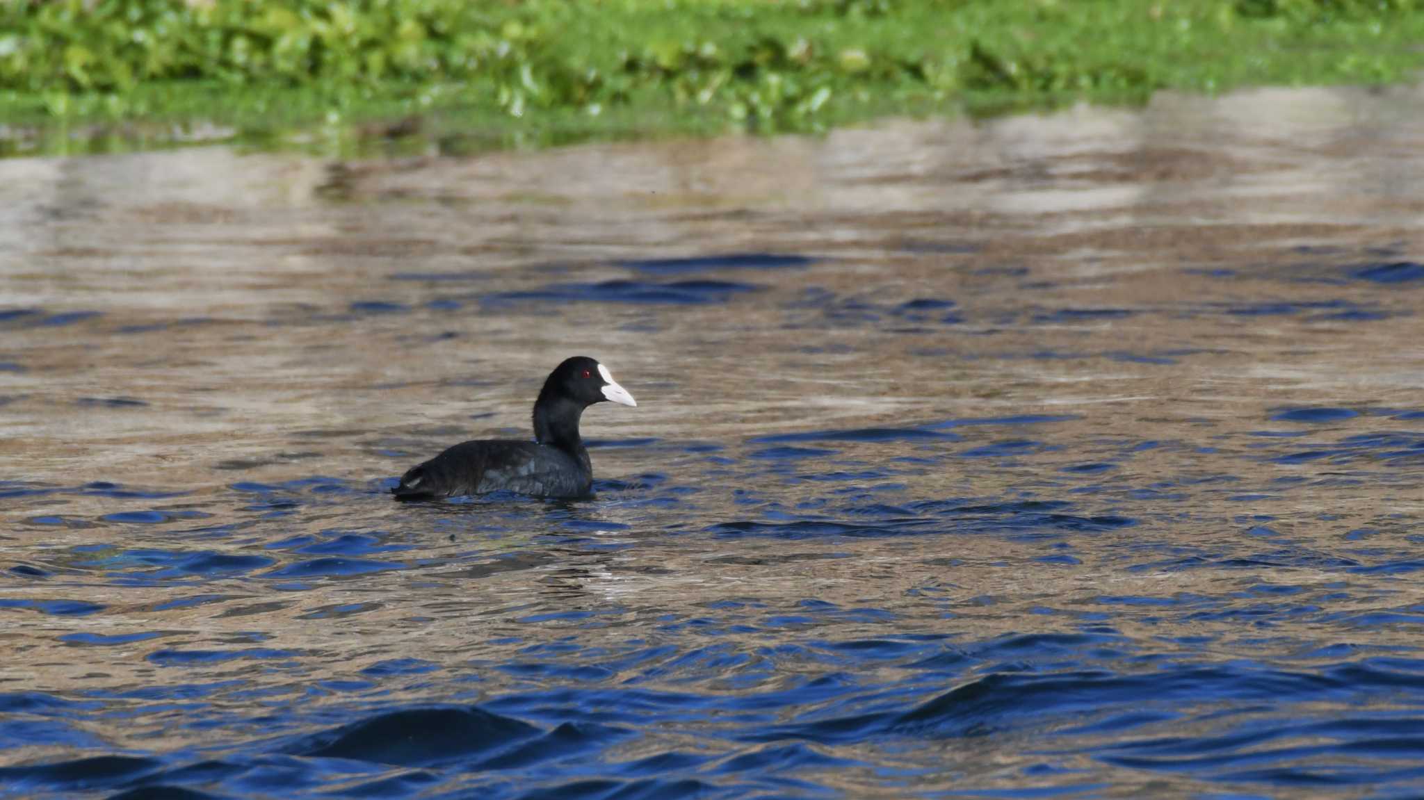 Eurasian Coot