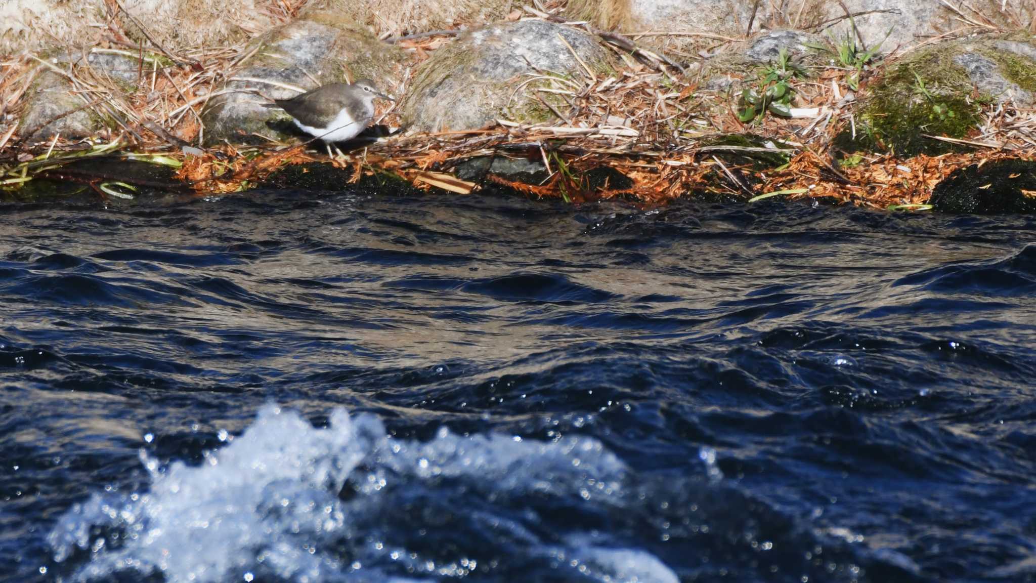 Green Sandpiper