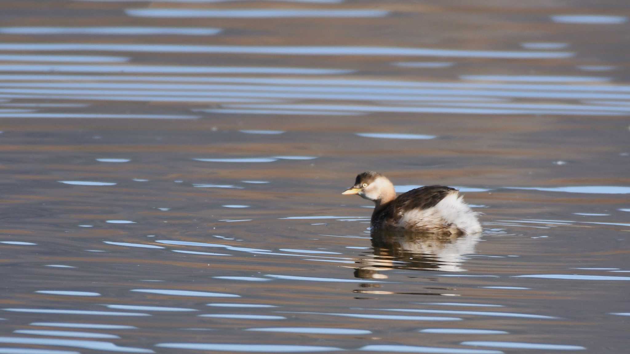 Little Grebe