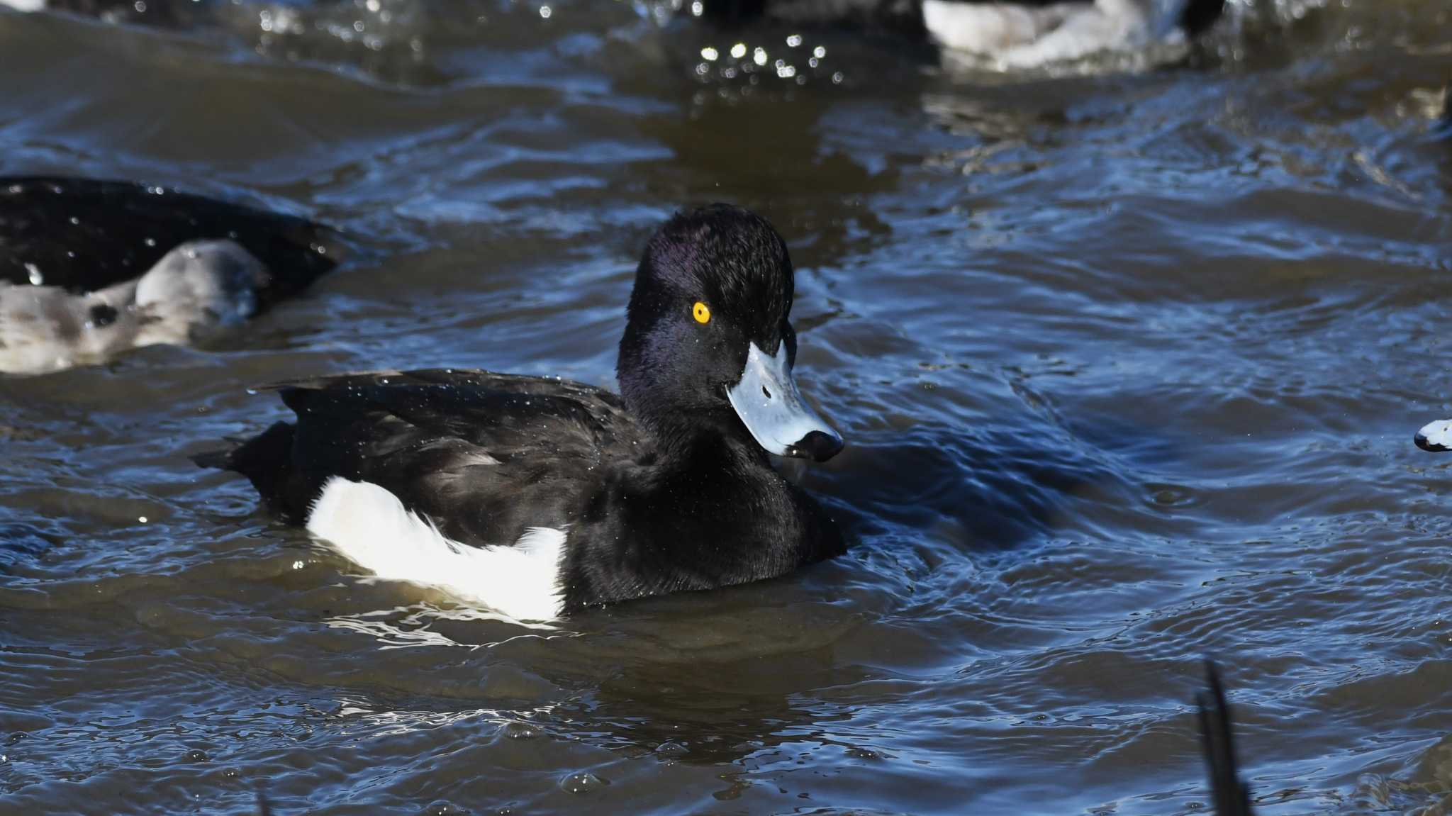 Photo of Tufted Duck at 御宝田遊水池 by ao1000