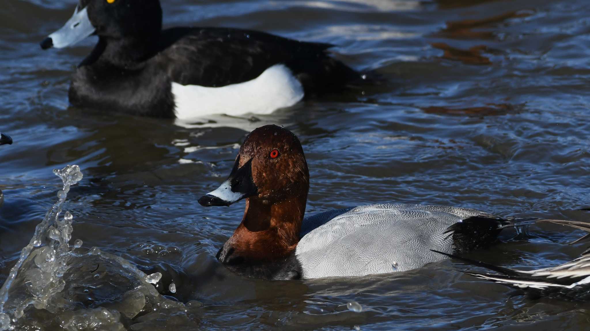 Common Pochard