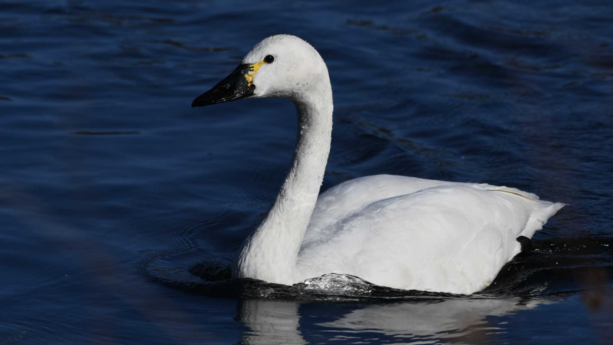 Tundra Swan(columbianus)