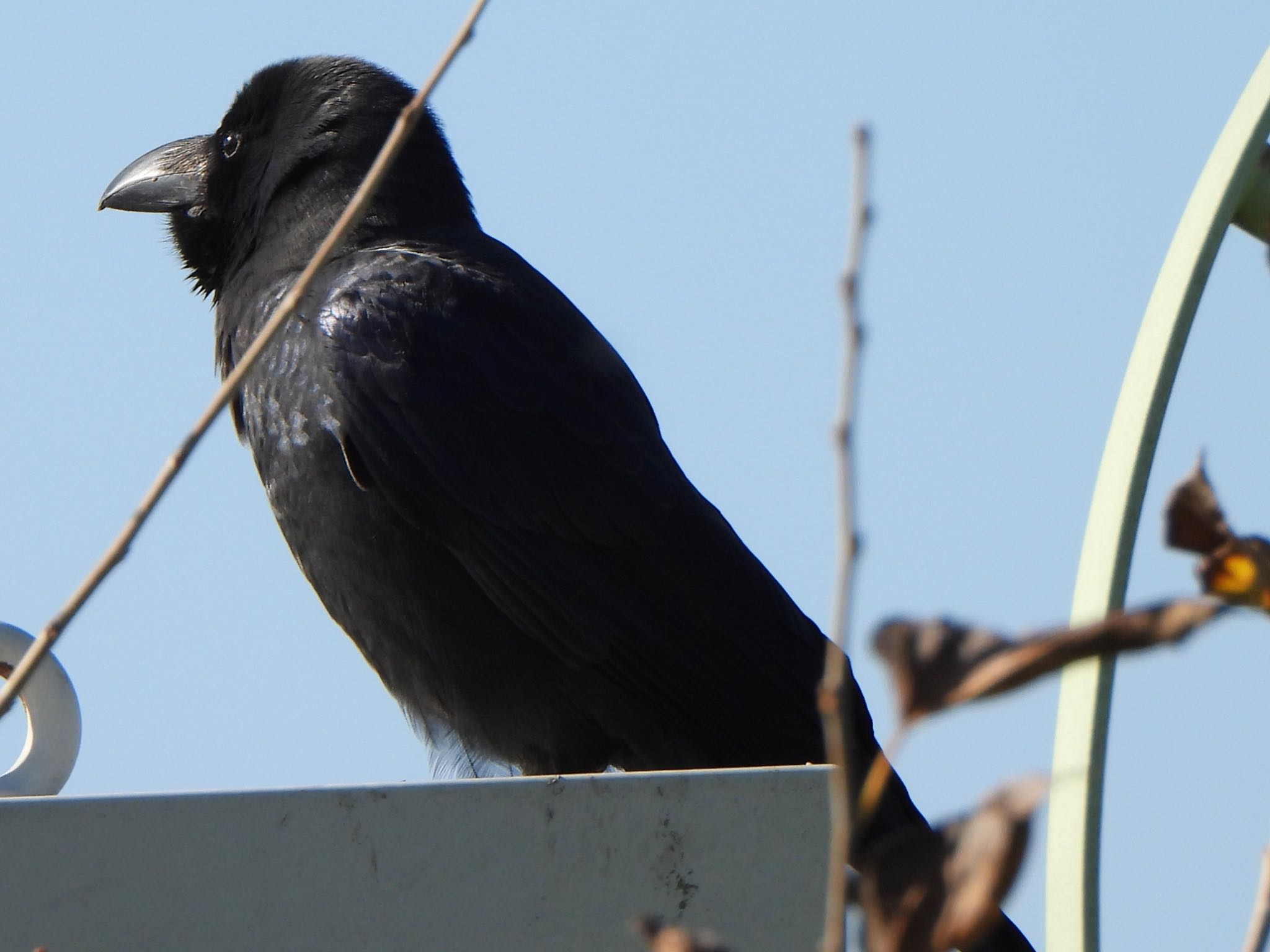 Large-billed Crow