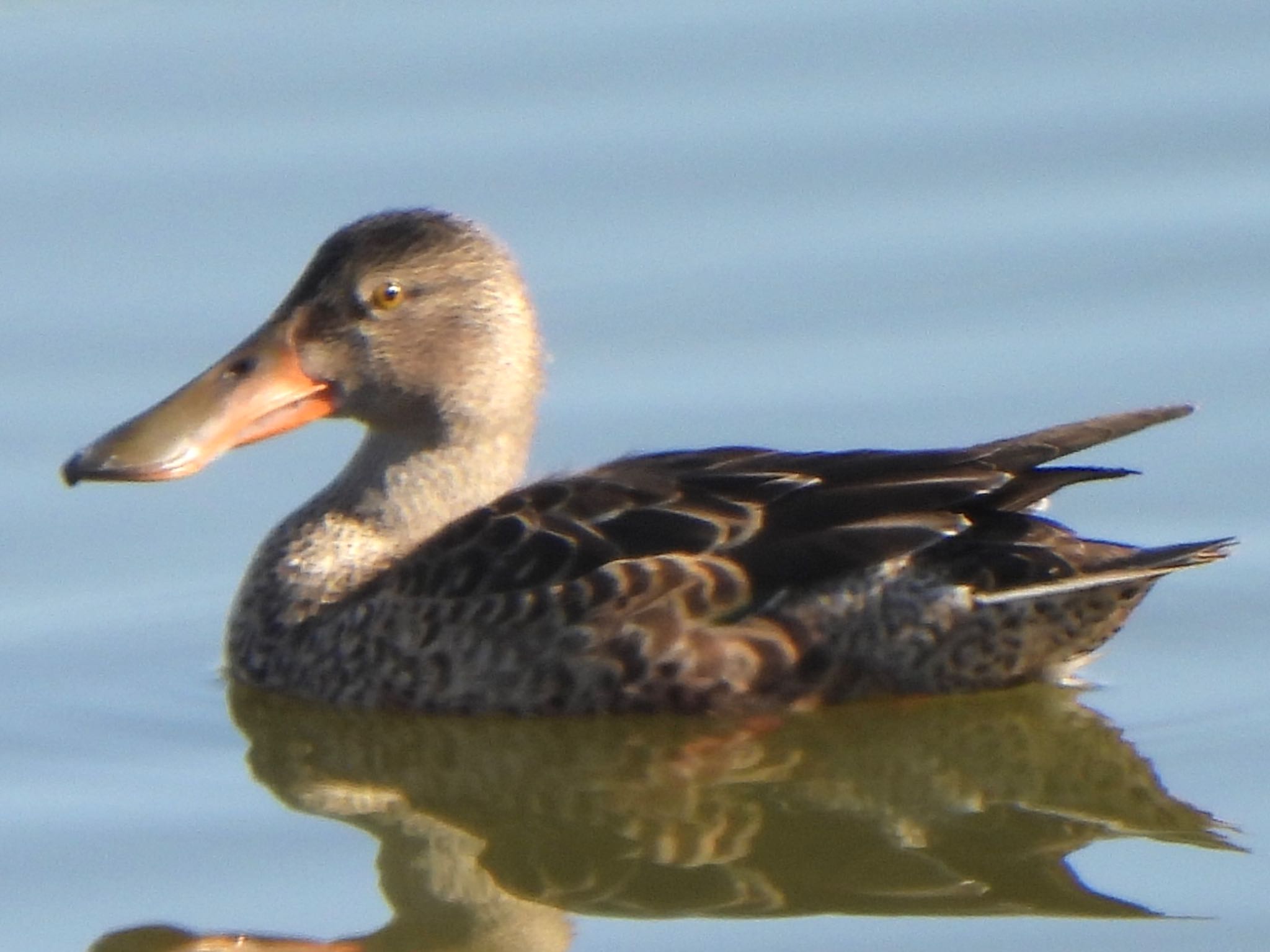 Northern Shoveler