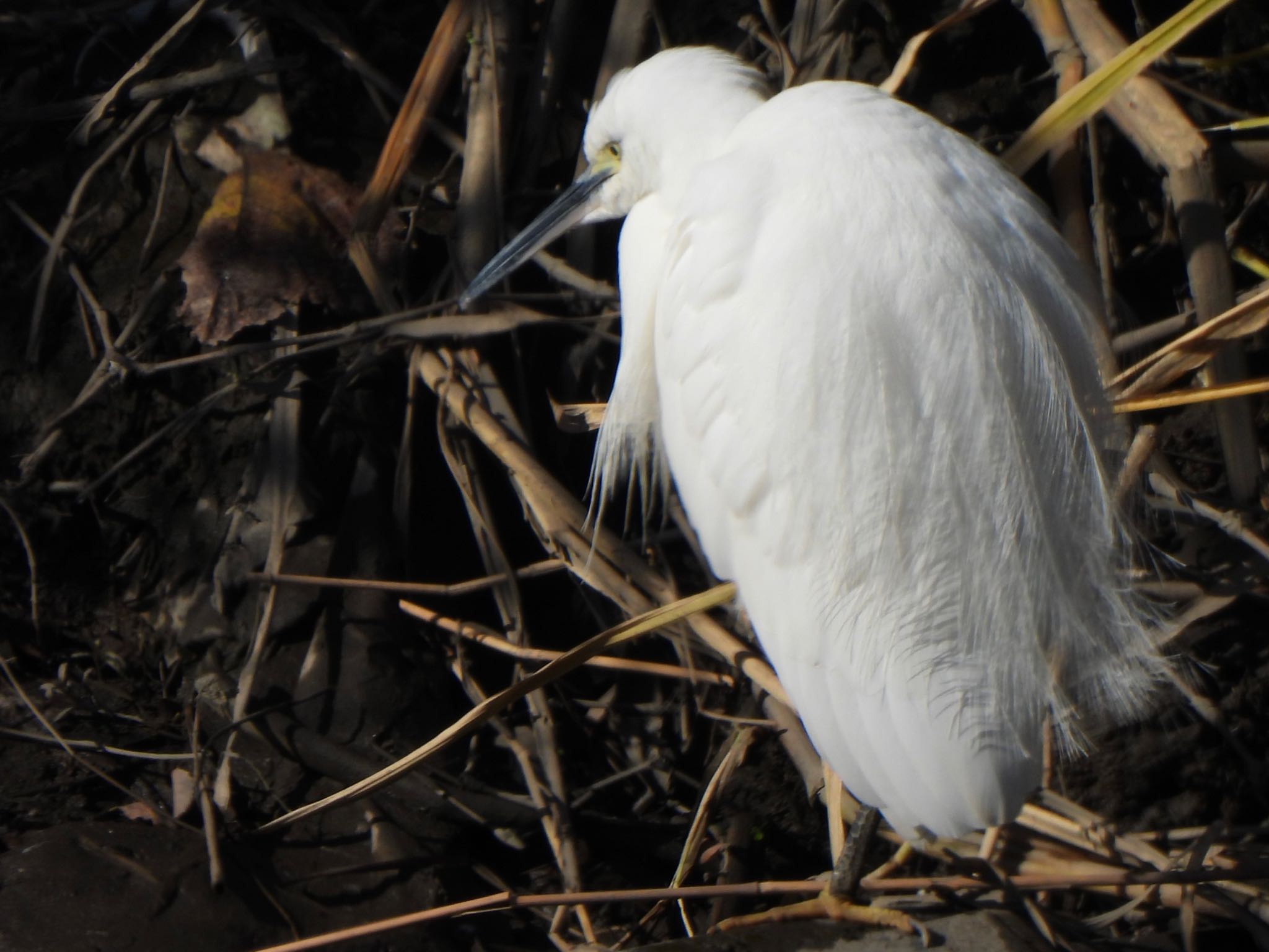 Photo of Little Egret at 芝川第一調節池(芝川貯水池) by ツピ太郎