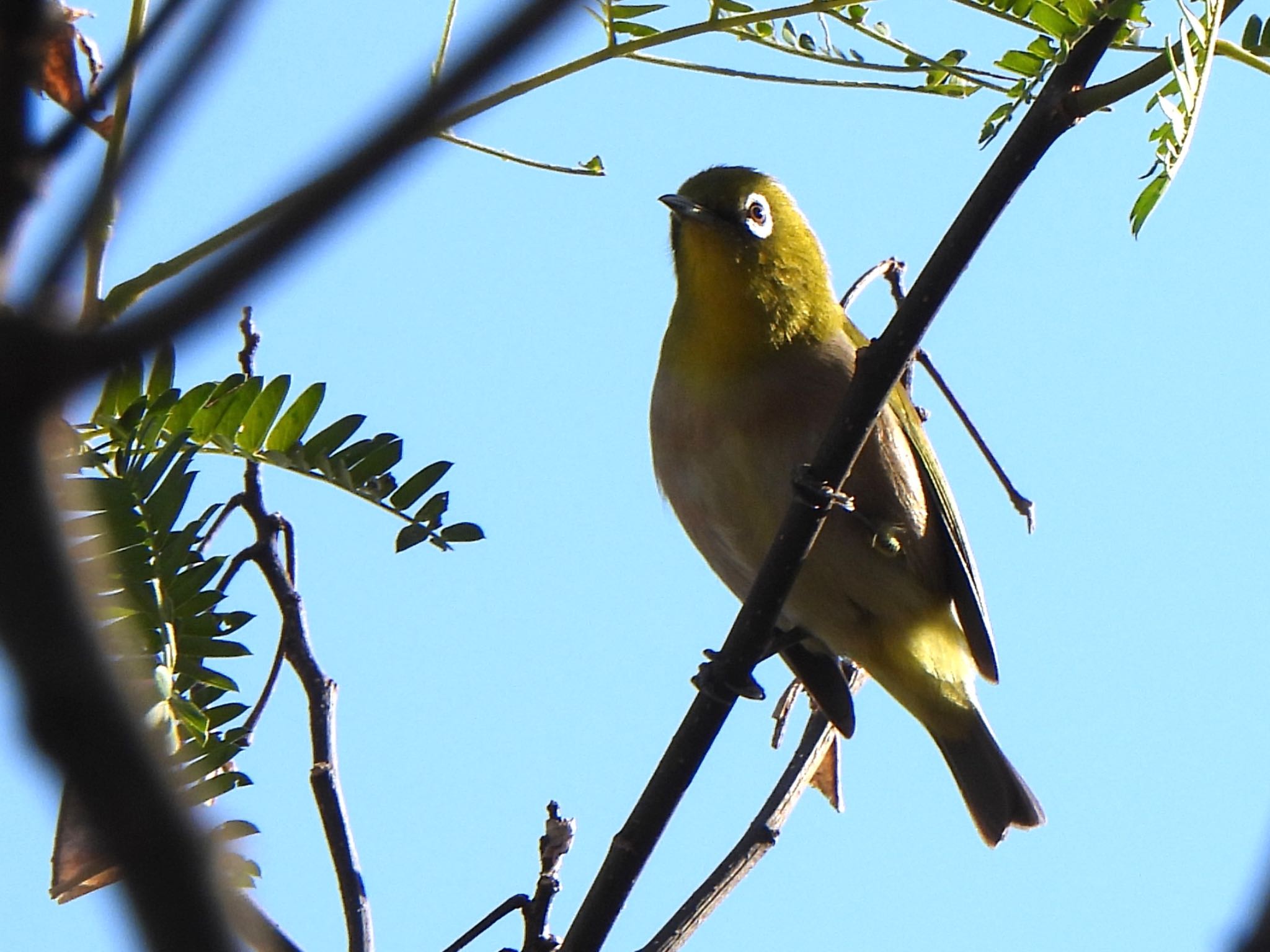 Warbling White-eye