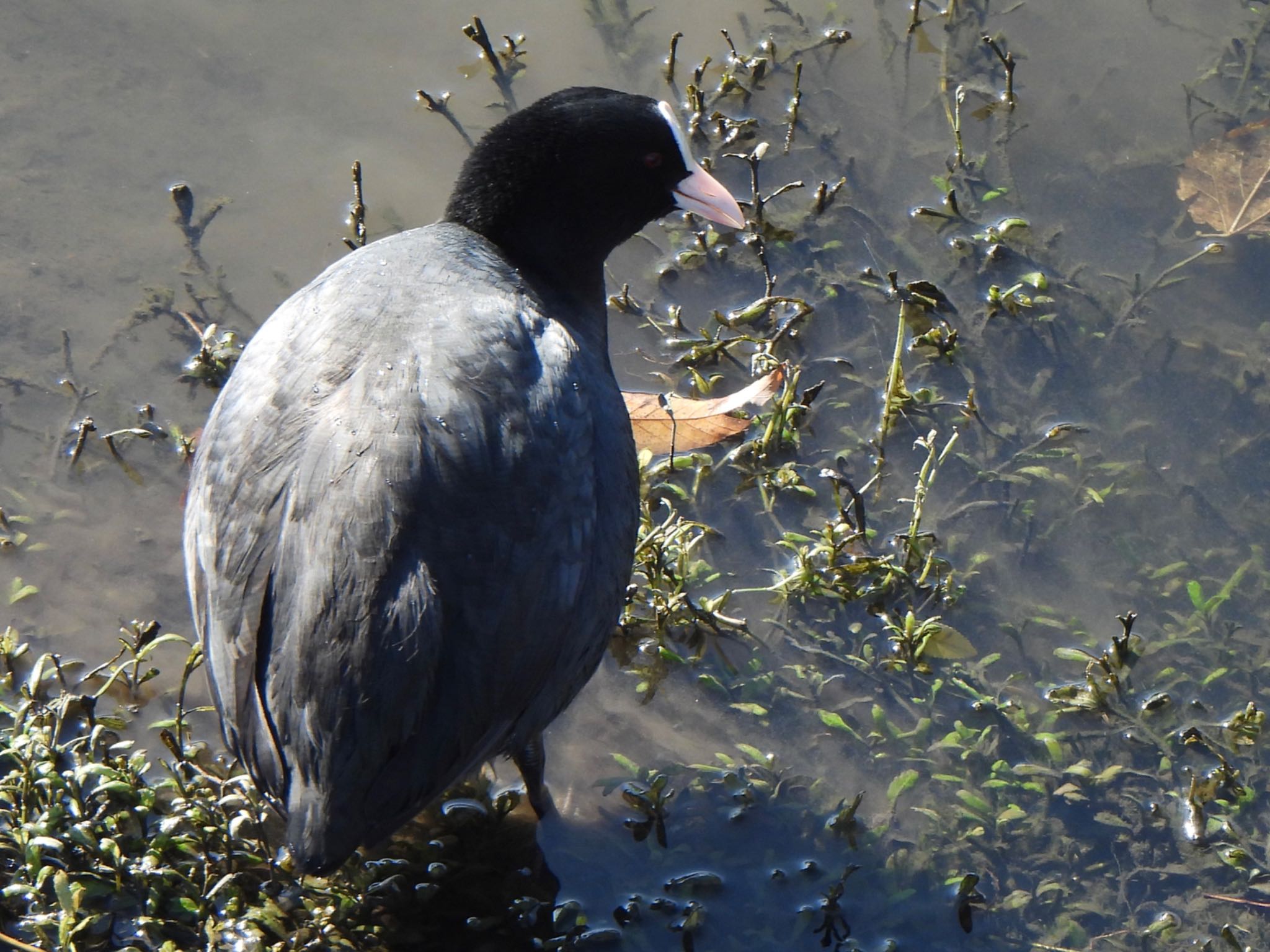 Eurasian Coot