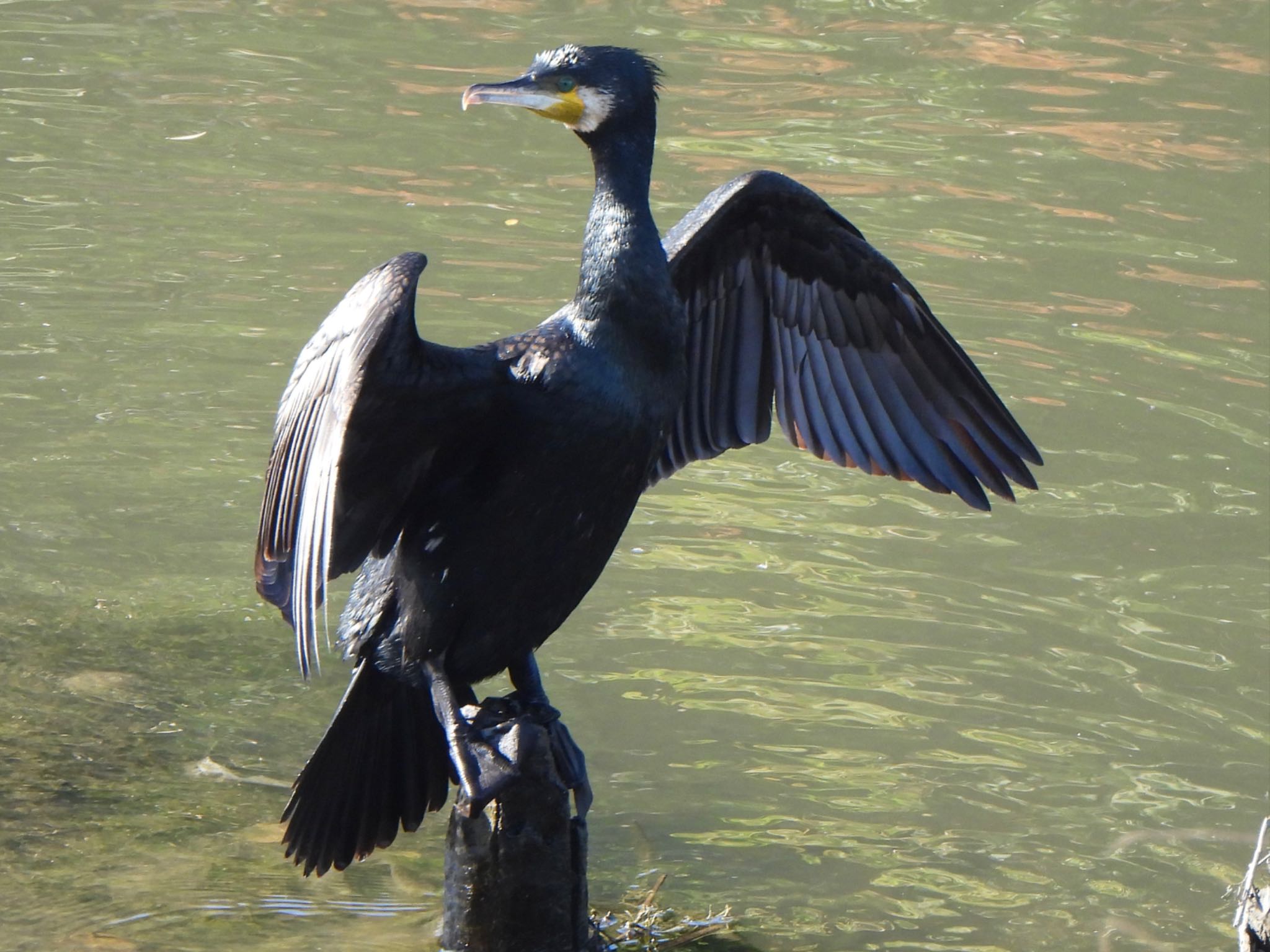 Great Cormorant