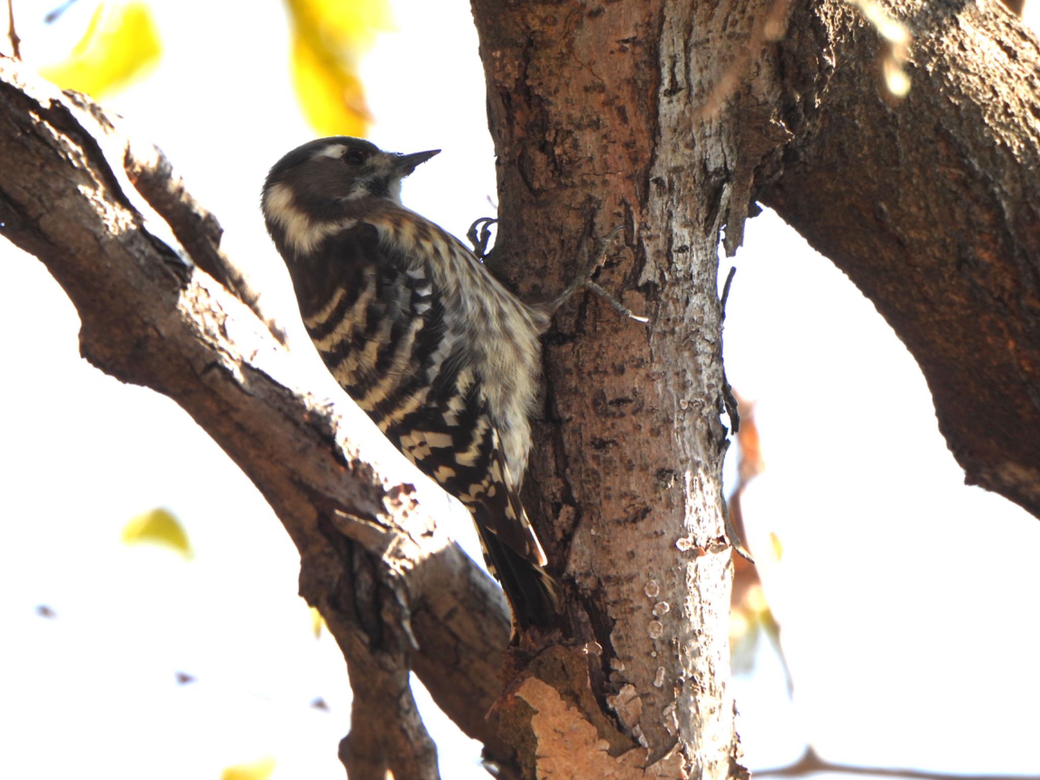 Japanese Pygmy Woodpecker