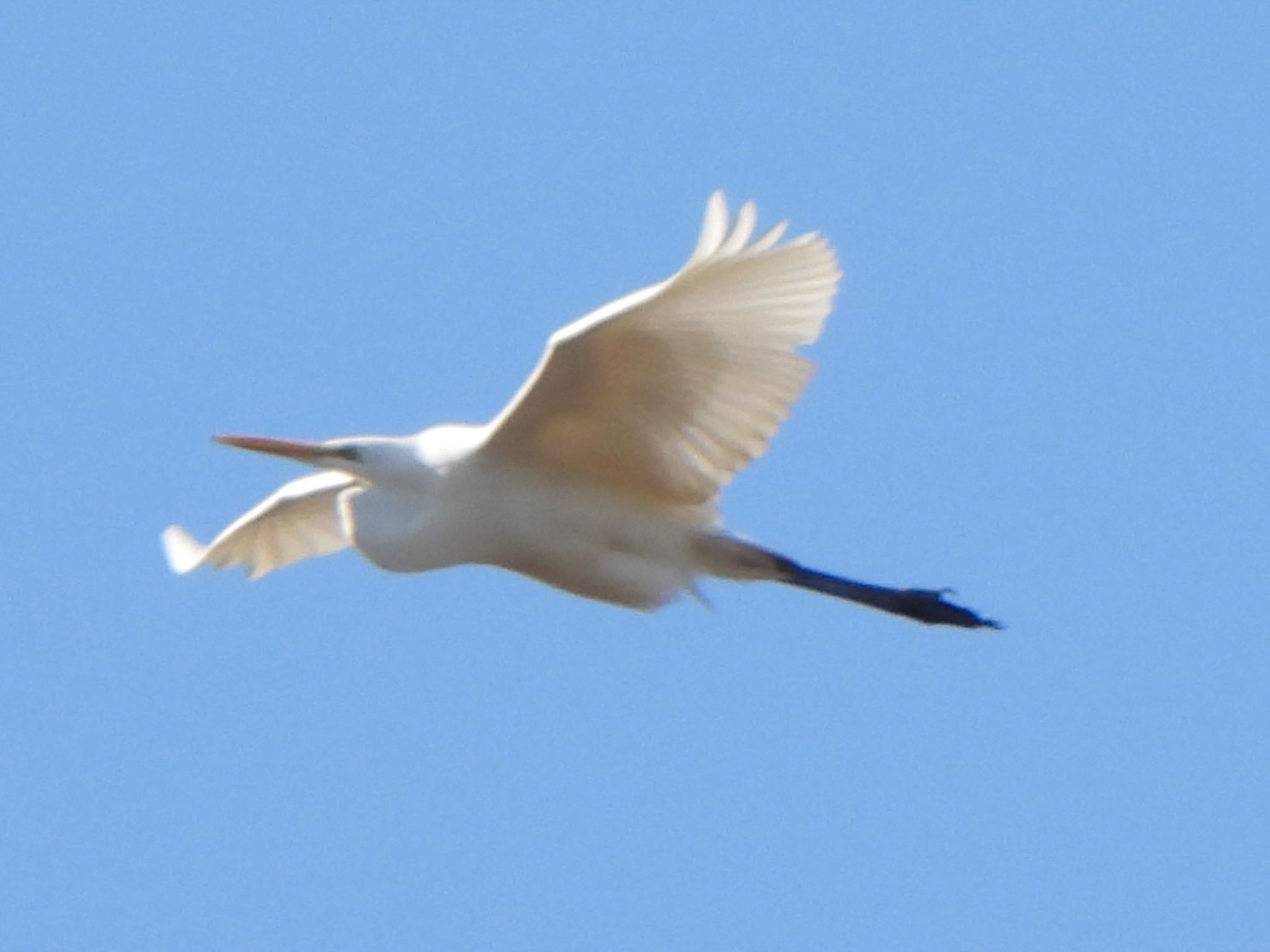 Great Egret