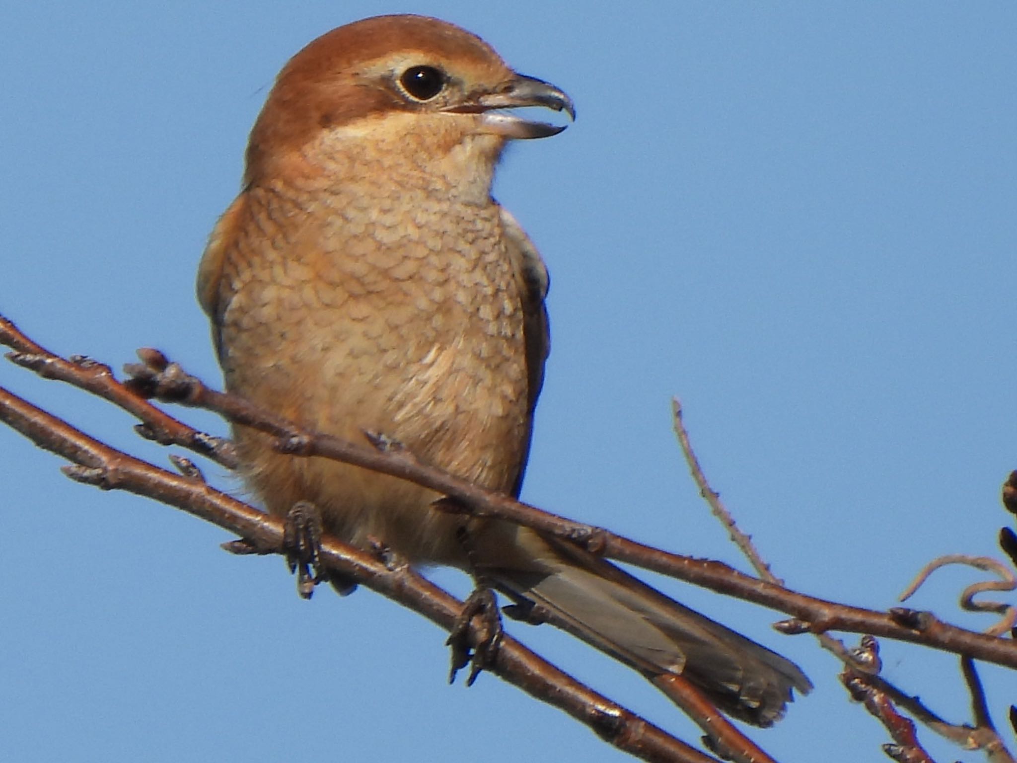 Bull-headed Shrike