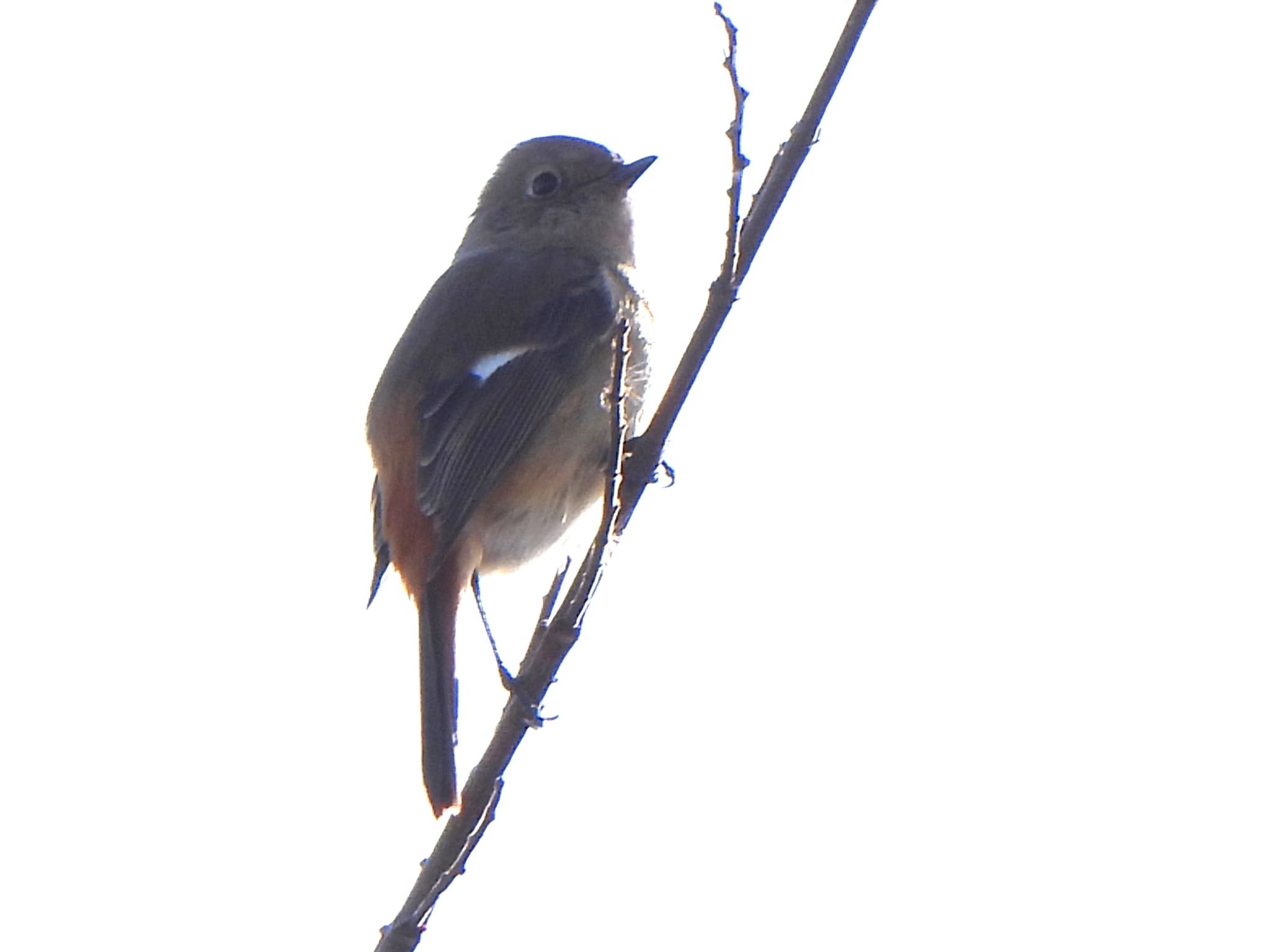 Daurian Redstart