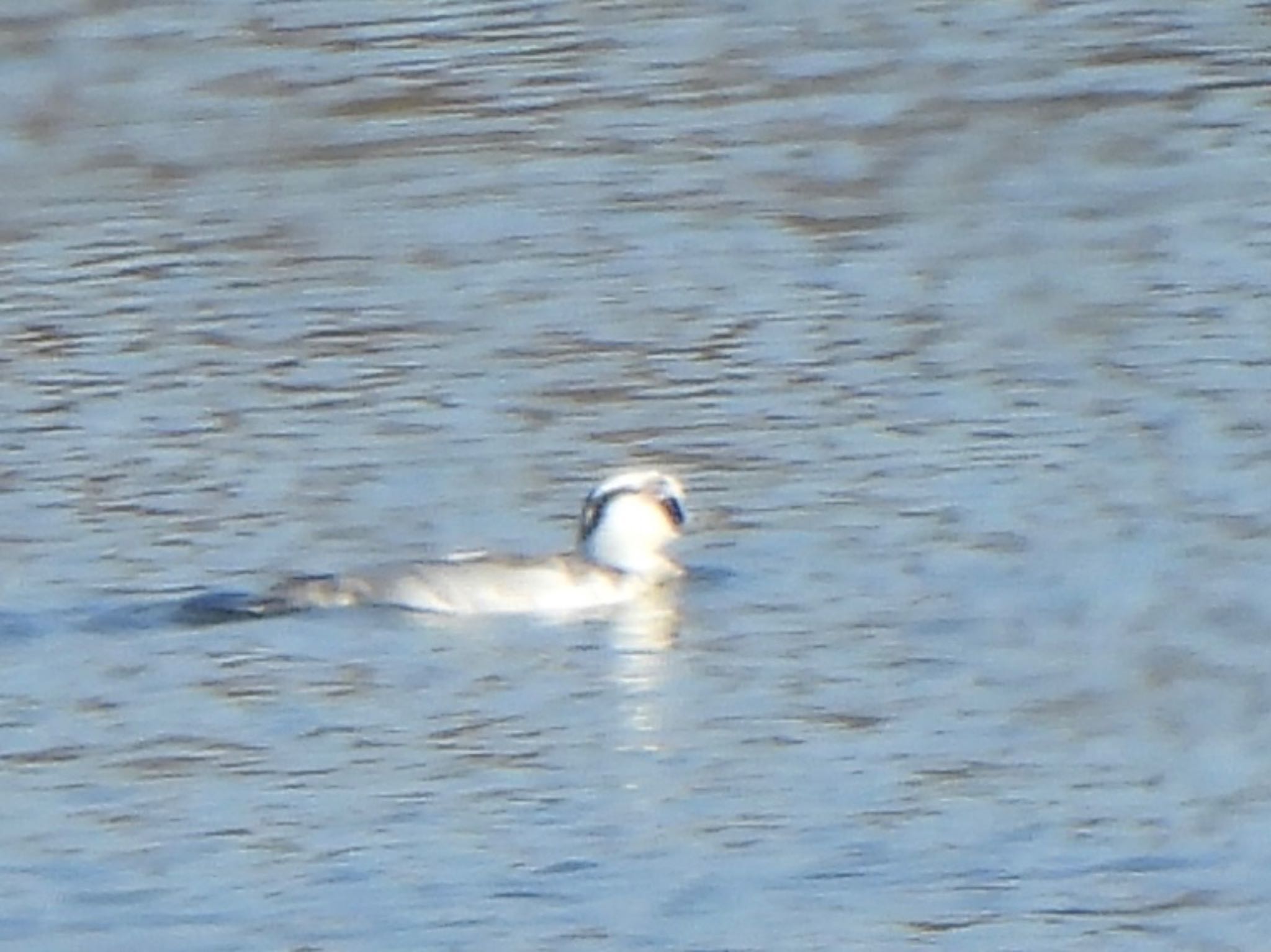 Photo of Smew at 芝川第一調節池(芝川貯水池) by ツピ太郎