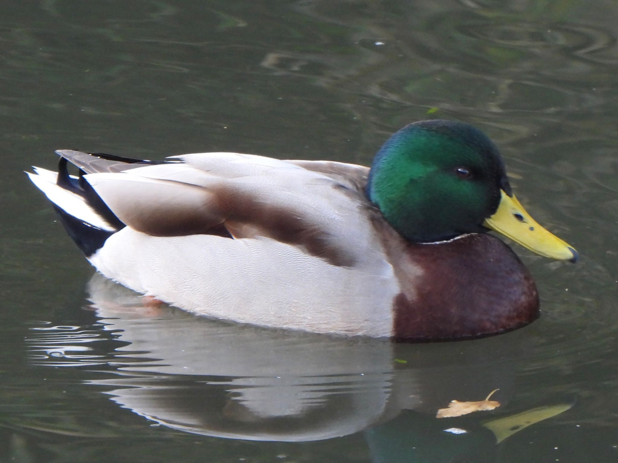 Photo of Mallard at 芝川第一調節池(芝川貯水池) by ツピ太郎