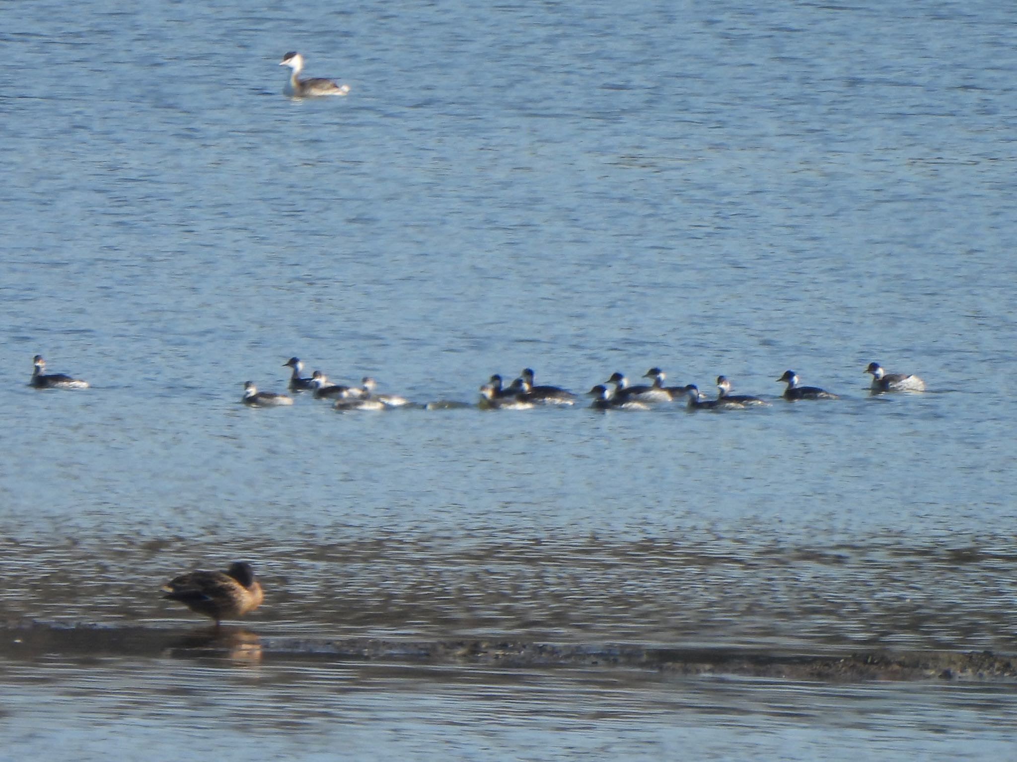 Black-necked Grebe