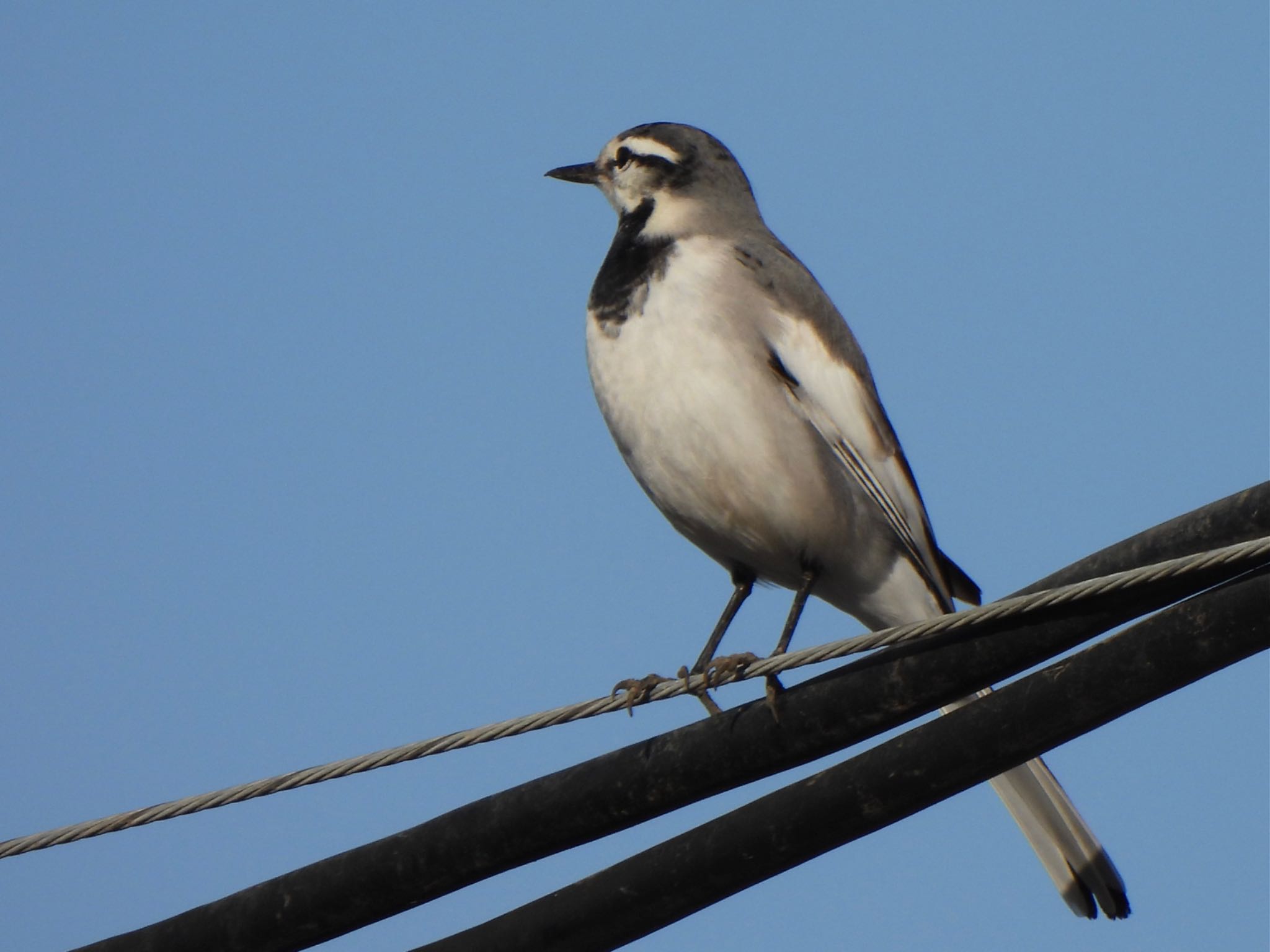 White Wagtail