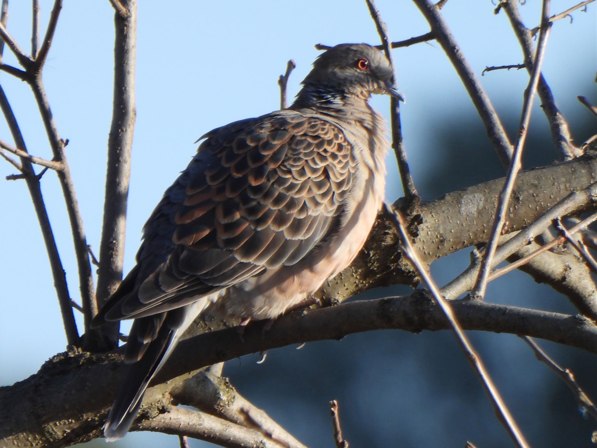 Oriental Turtle Dove