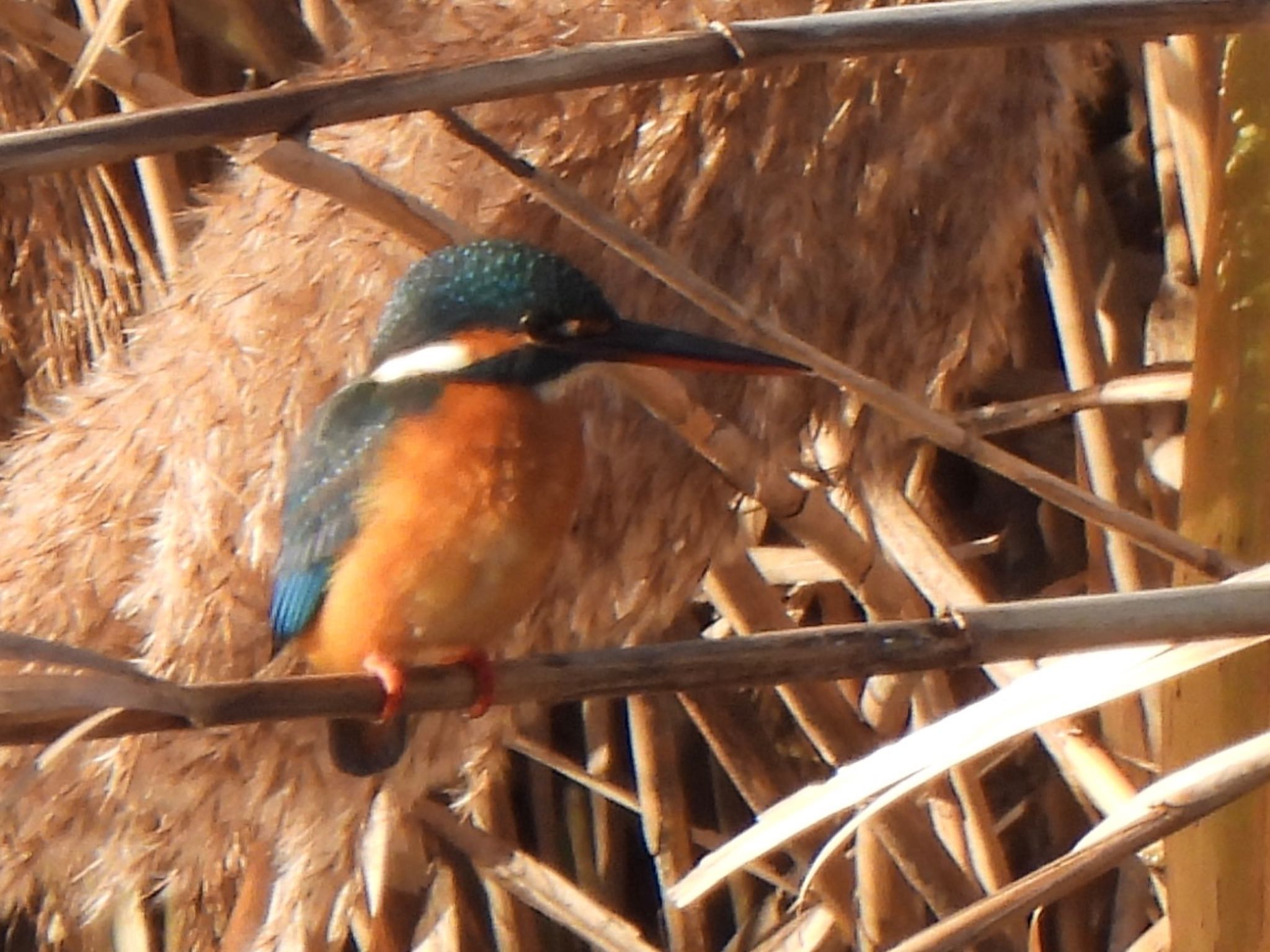 Common Kingfisher