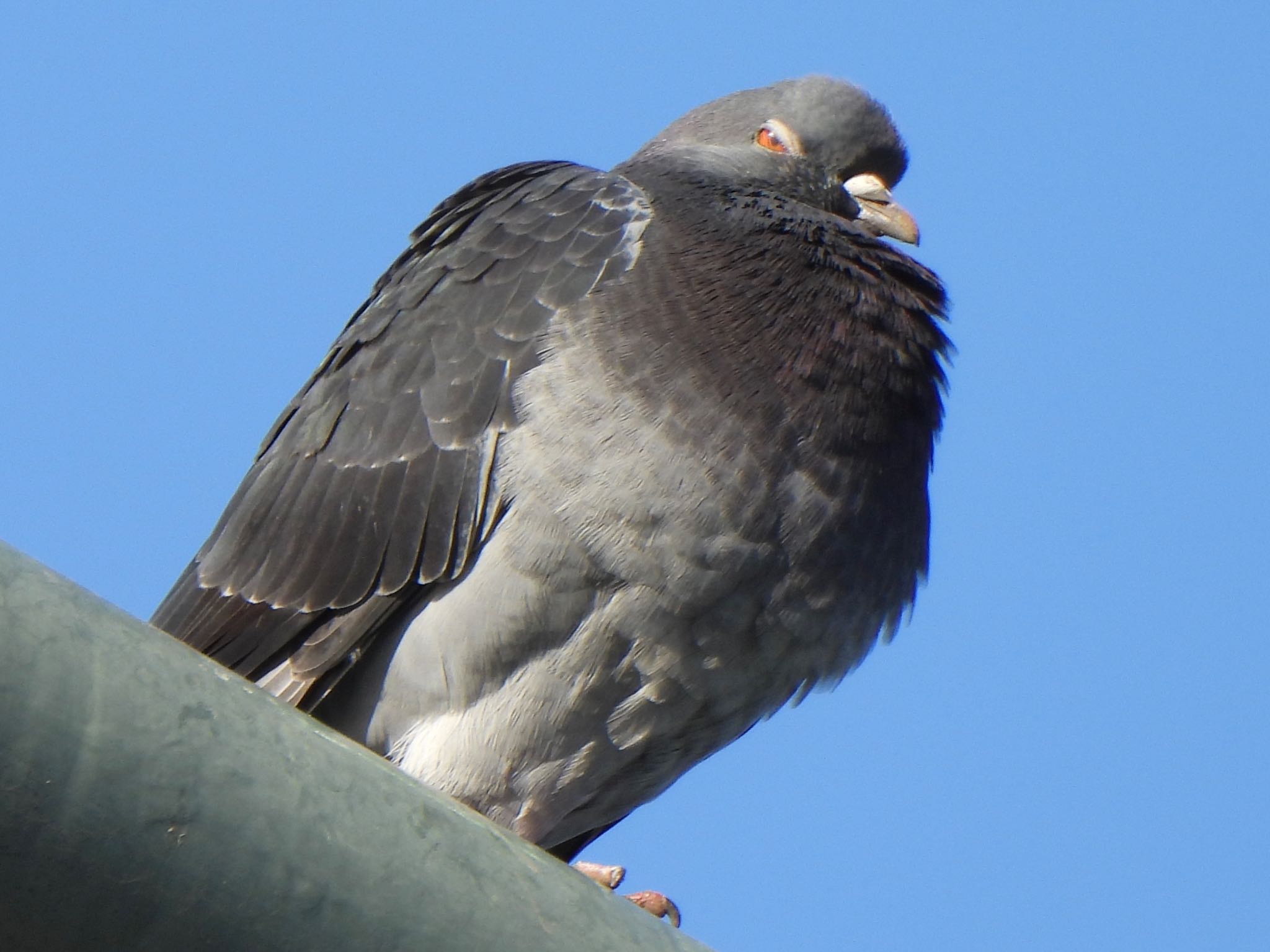 芝川第一調節池(芝川貯水池) カワラバトの写真 by ツピ太郎