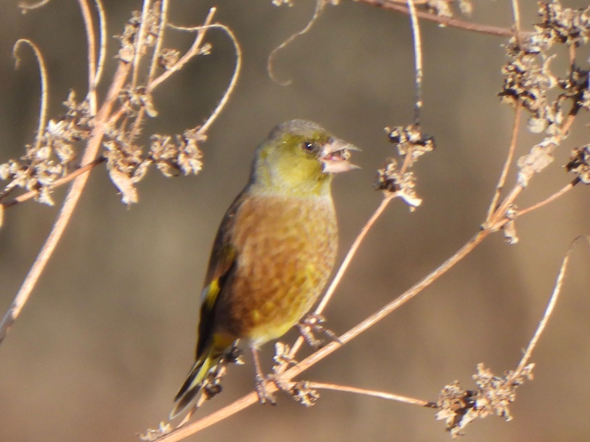 Grey-capped Greenfinch