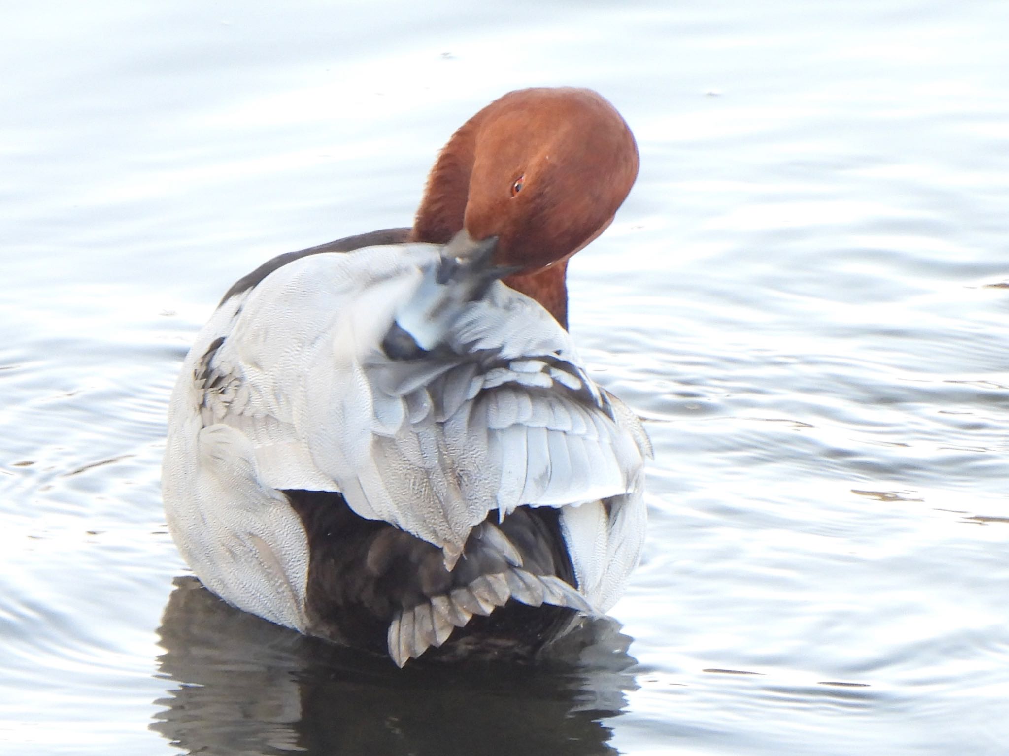 Common Pochard