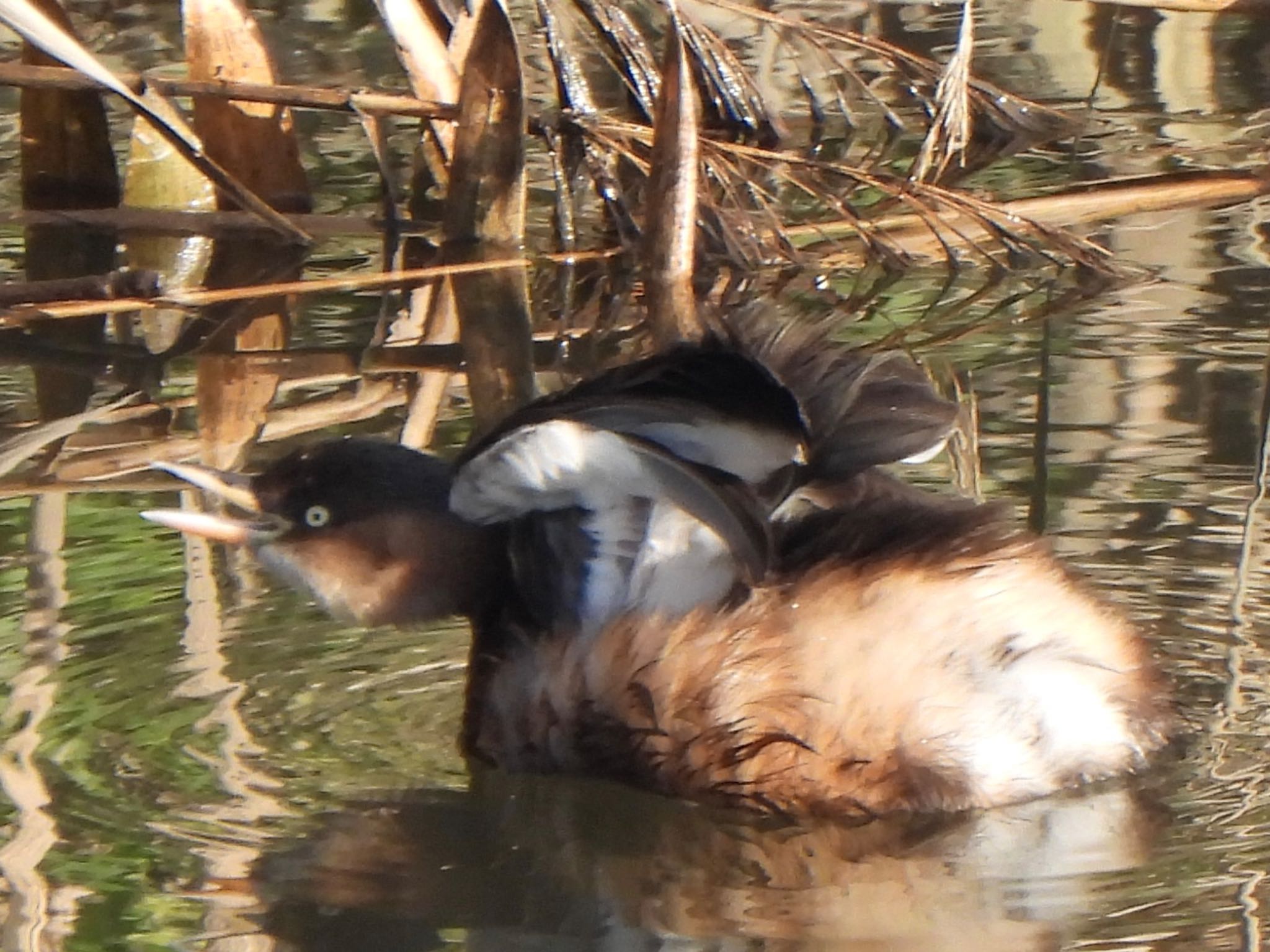 Little Grebe