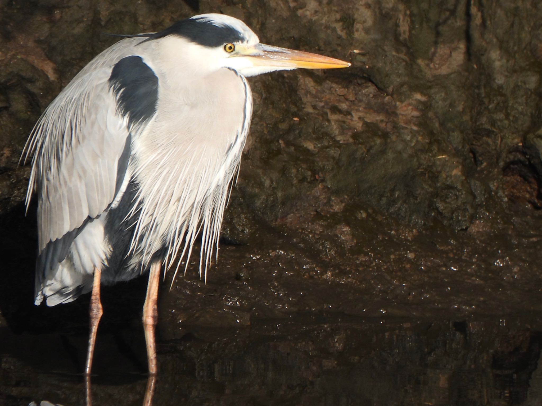 Photo of Grey Heron at 芝川第一調節池(芝川貯水池) by ツピ太郎