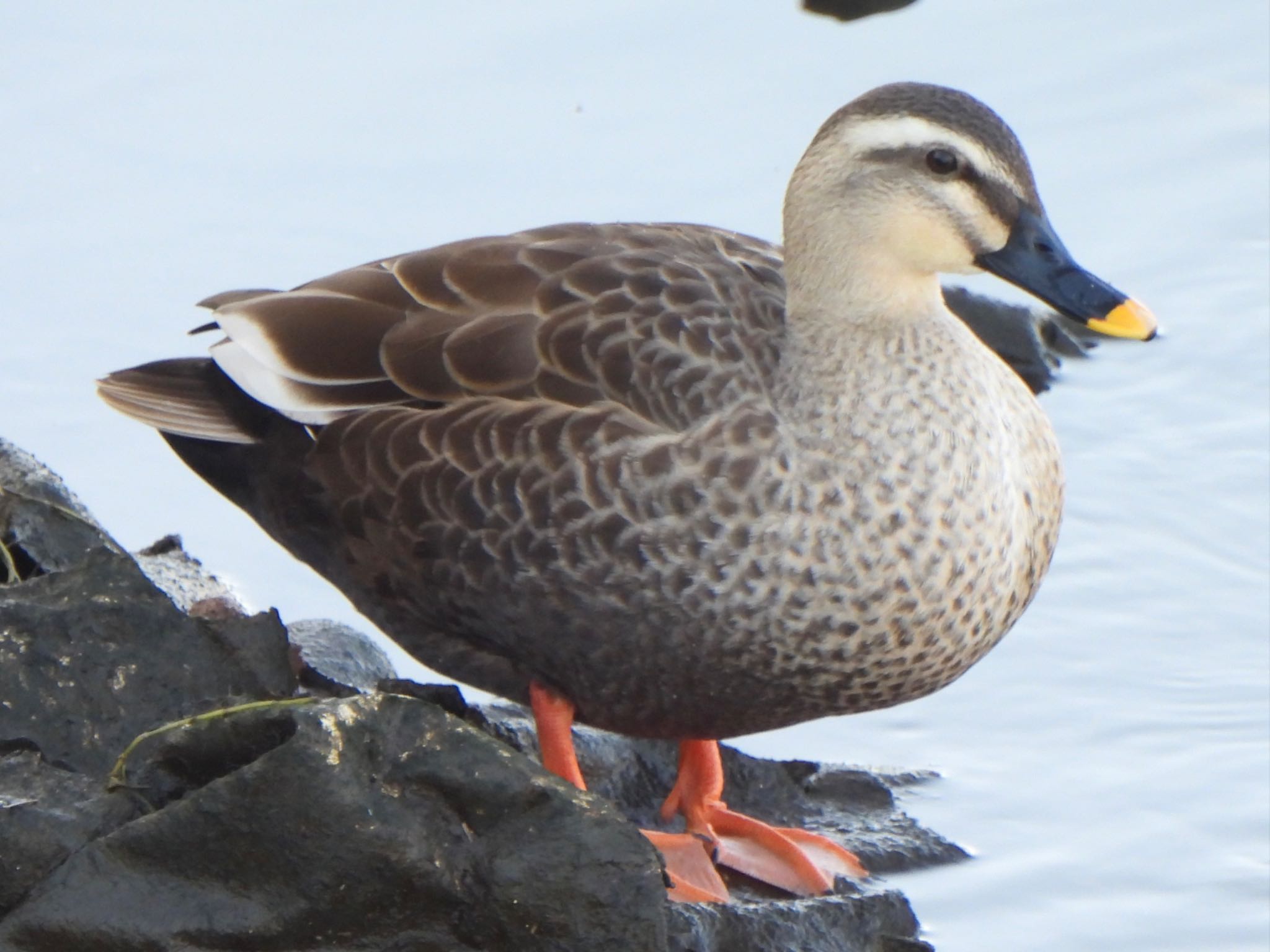 Eastern Spot-billed Duck