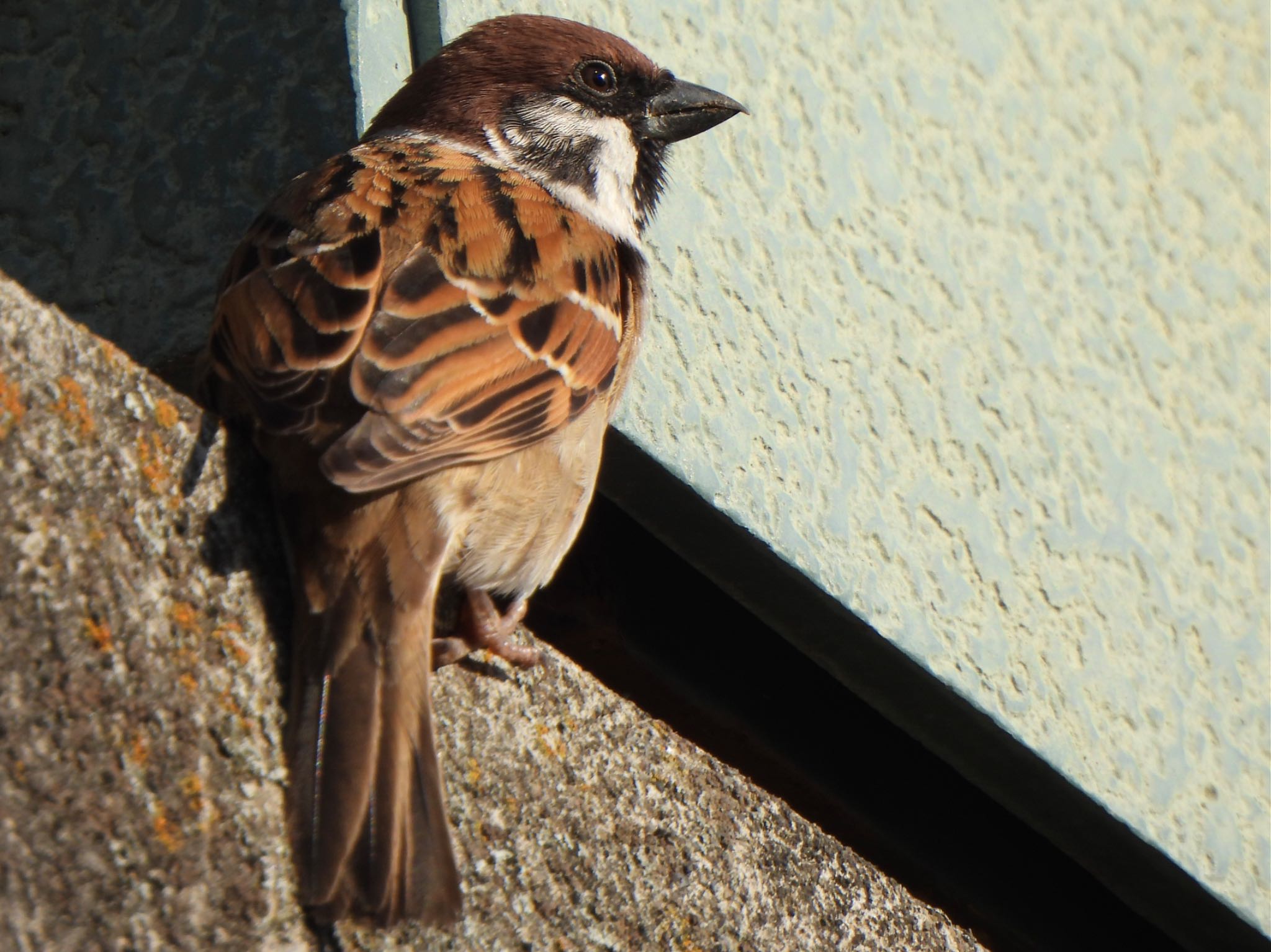 Eurasian Tree Sparrow