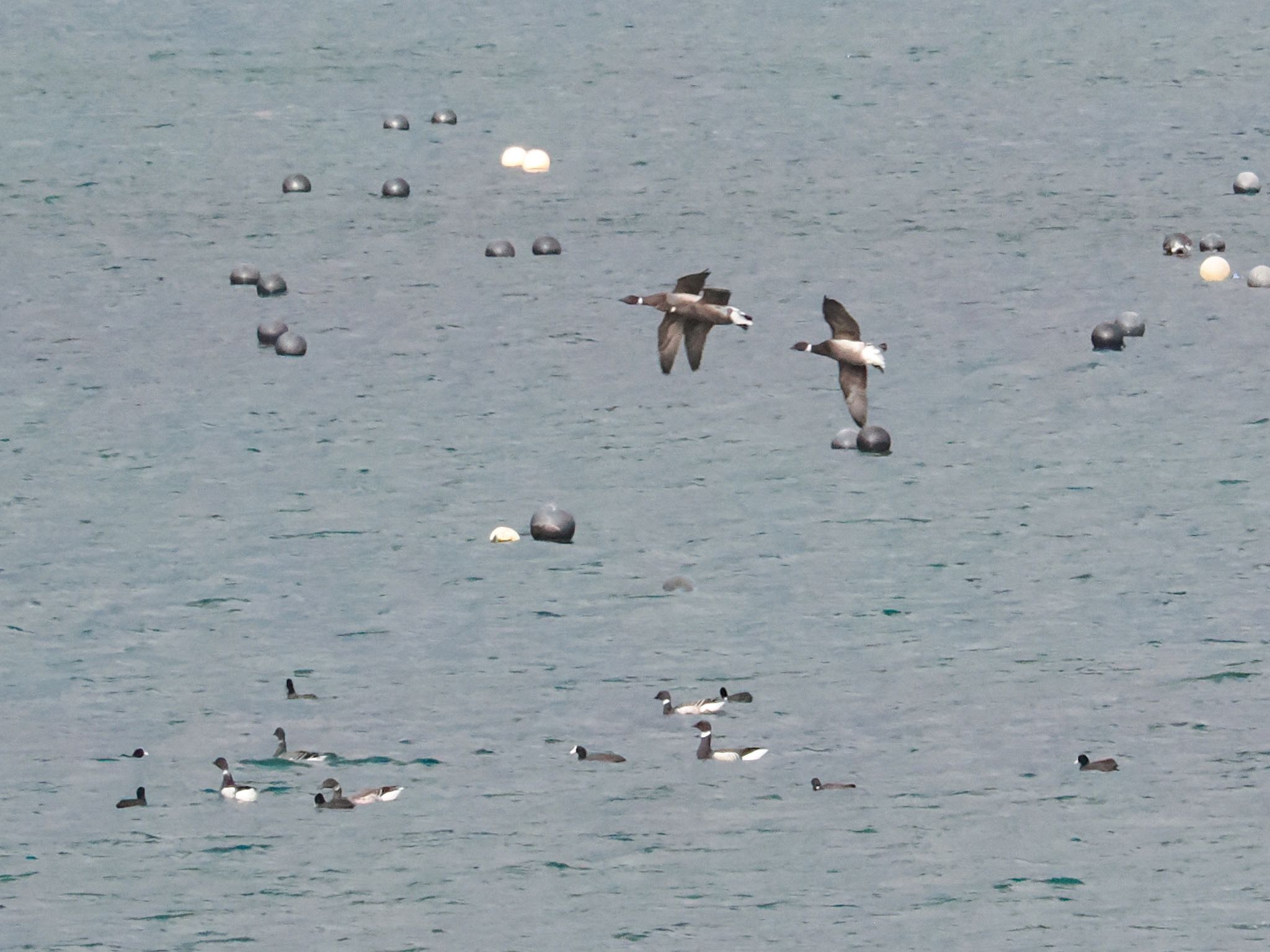 Brant Goose