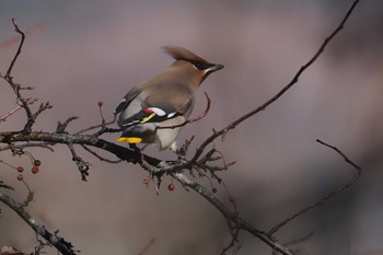 Sun, 12/10/2023 Birding report at Senjogahara Marshland