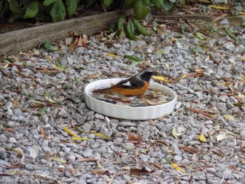 Daurian Redstart 埼玉県鴻巣市吹上 Sat, 11/11/2023