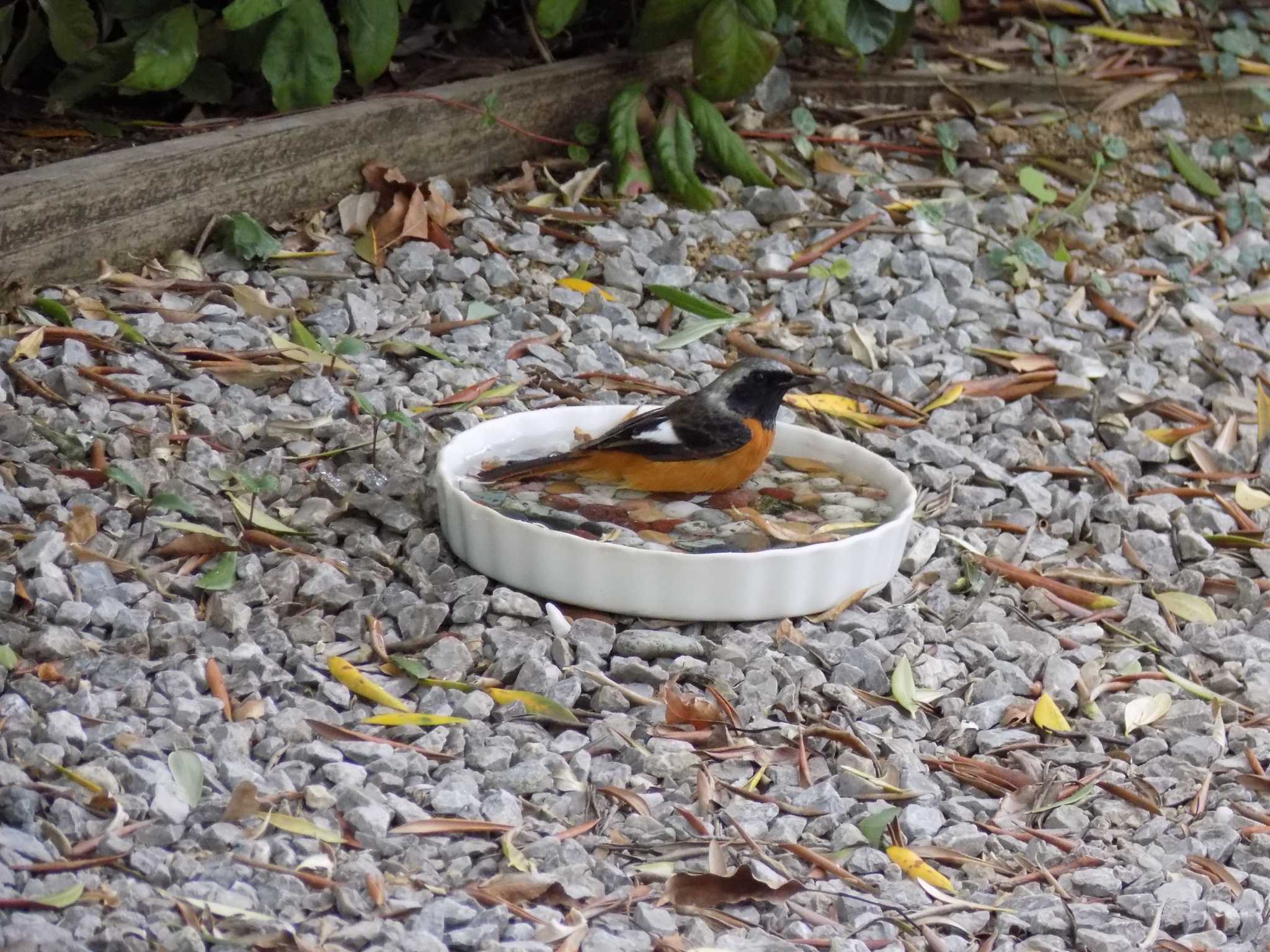 Photo of Daurian Redstart at 埼玉県鴻巣市吹上 by 近所で鳥見