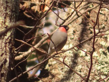 2023年12月10日(日) 戦場ヶ原の野鳥観察記録