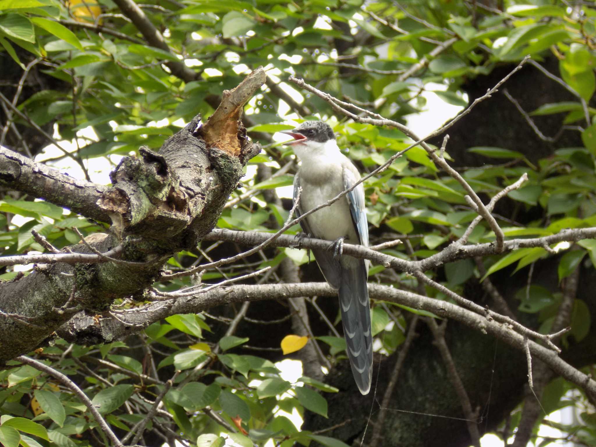 Photo of Azure-winged Magpie at 埼玉県鴻巣市吹上 by 近所で鳥見