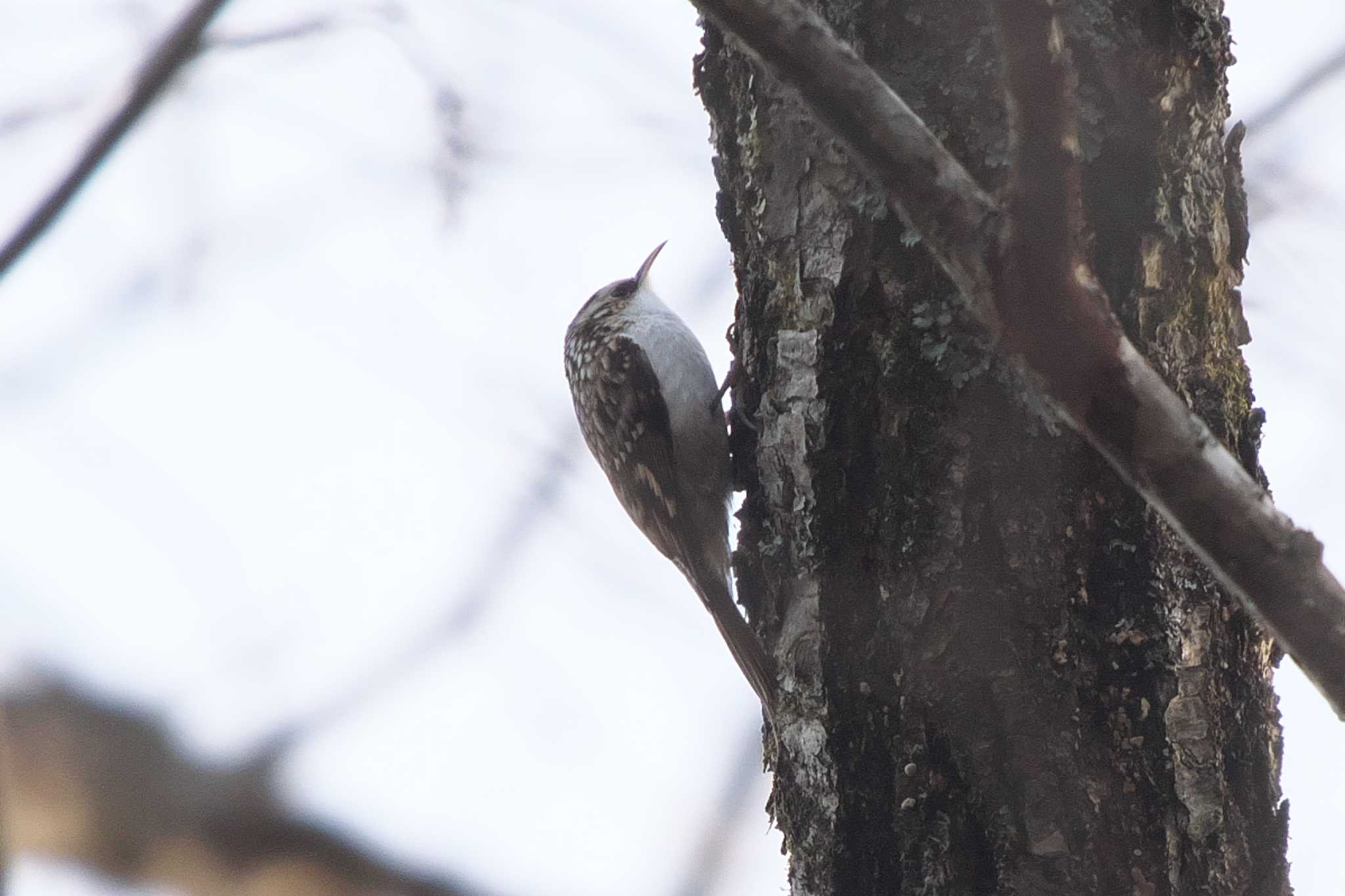 Photo of Eurasian Treecreeper at Senjogahara Marshland by Y. Watanabe