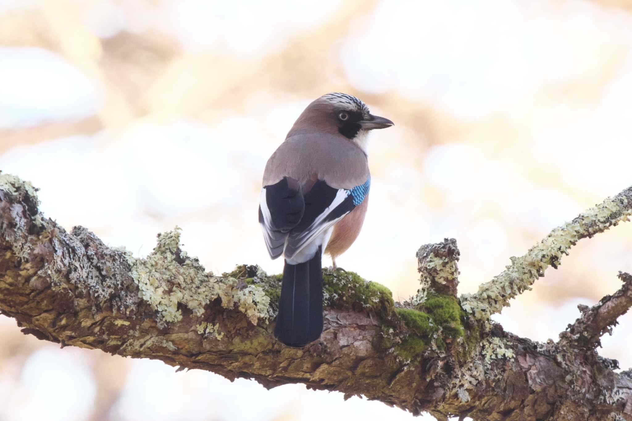 Photo of Eurasian Jay at Senjogahara Marshland by Y. Watanabe