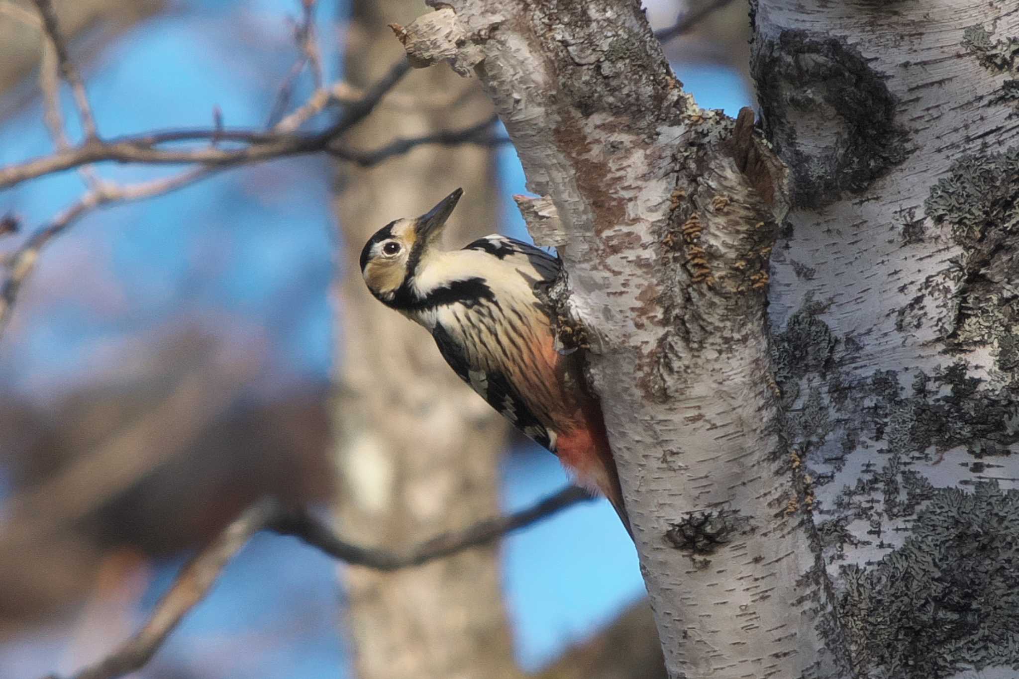 Photo of White-backed Woodpecker at Senjogahara Marshland by Y. Watanabe