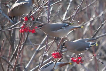 Sun, 12/10/2023 Birding report at Senjogahara Marshland