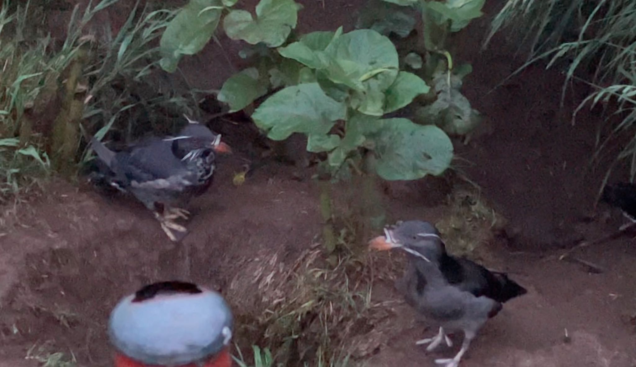 Photo of Rhinoceros Auklet at Teuri Island by ぷちな