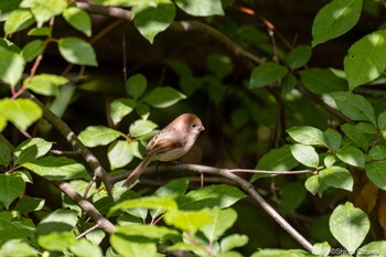 Vinous-throated Parrotbill 韓国 Wed, 4/26/2023