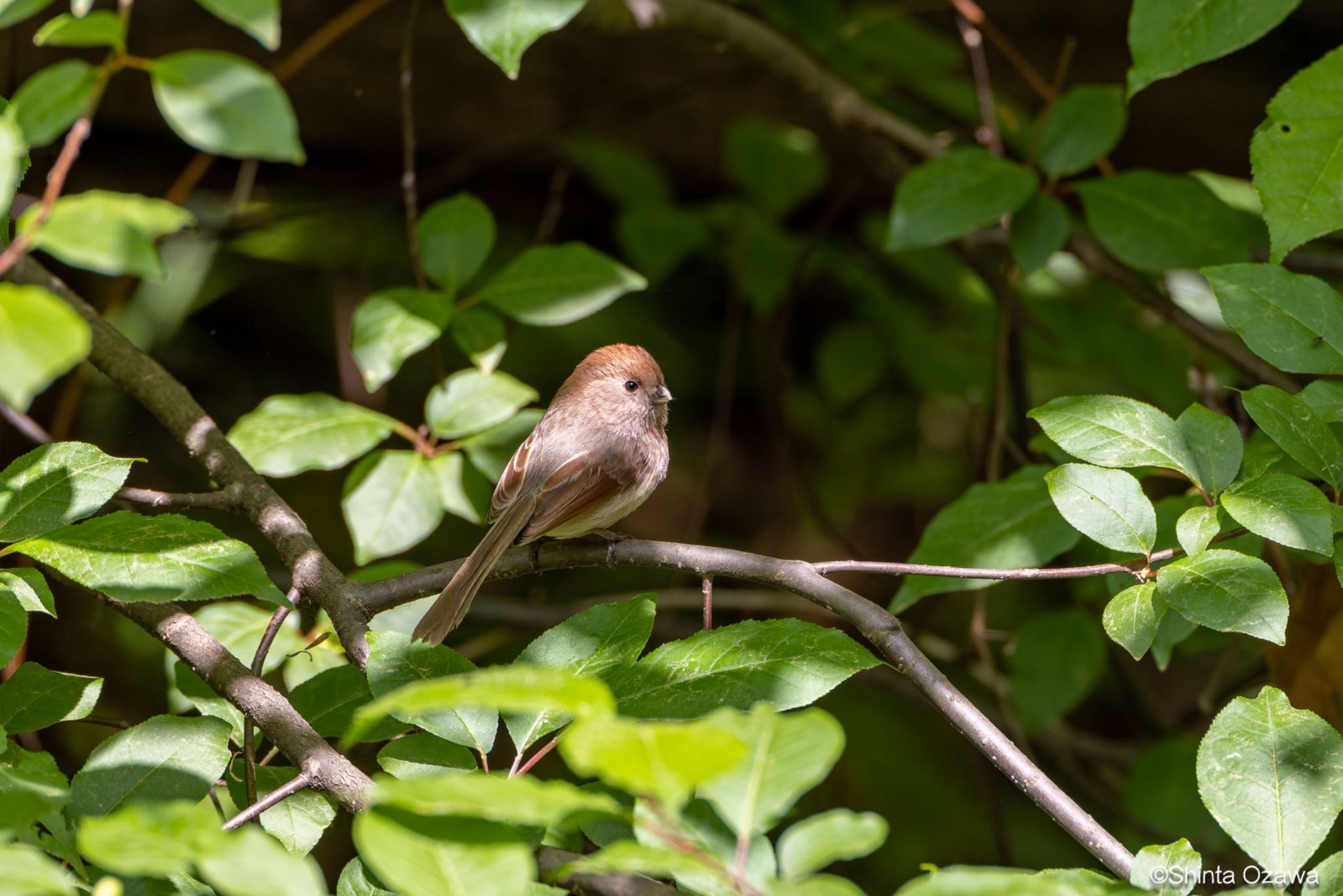 Photo of Vinous-throated Parrotbill at 韓国 by SNT