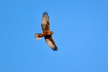 2023年12月3日(日) 渡良瀬遊水地の野鳥観察記録