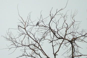 Pied Triller Rifle Range Nature Park Tue, 3/21/2023