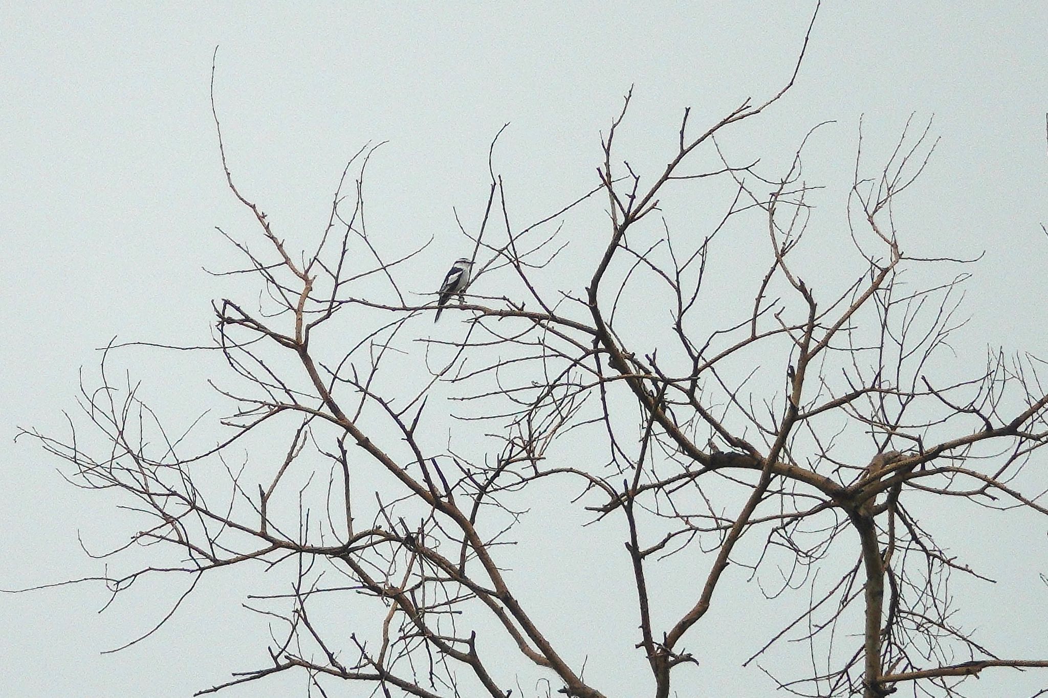 Pied Triller